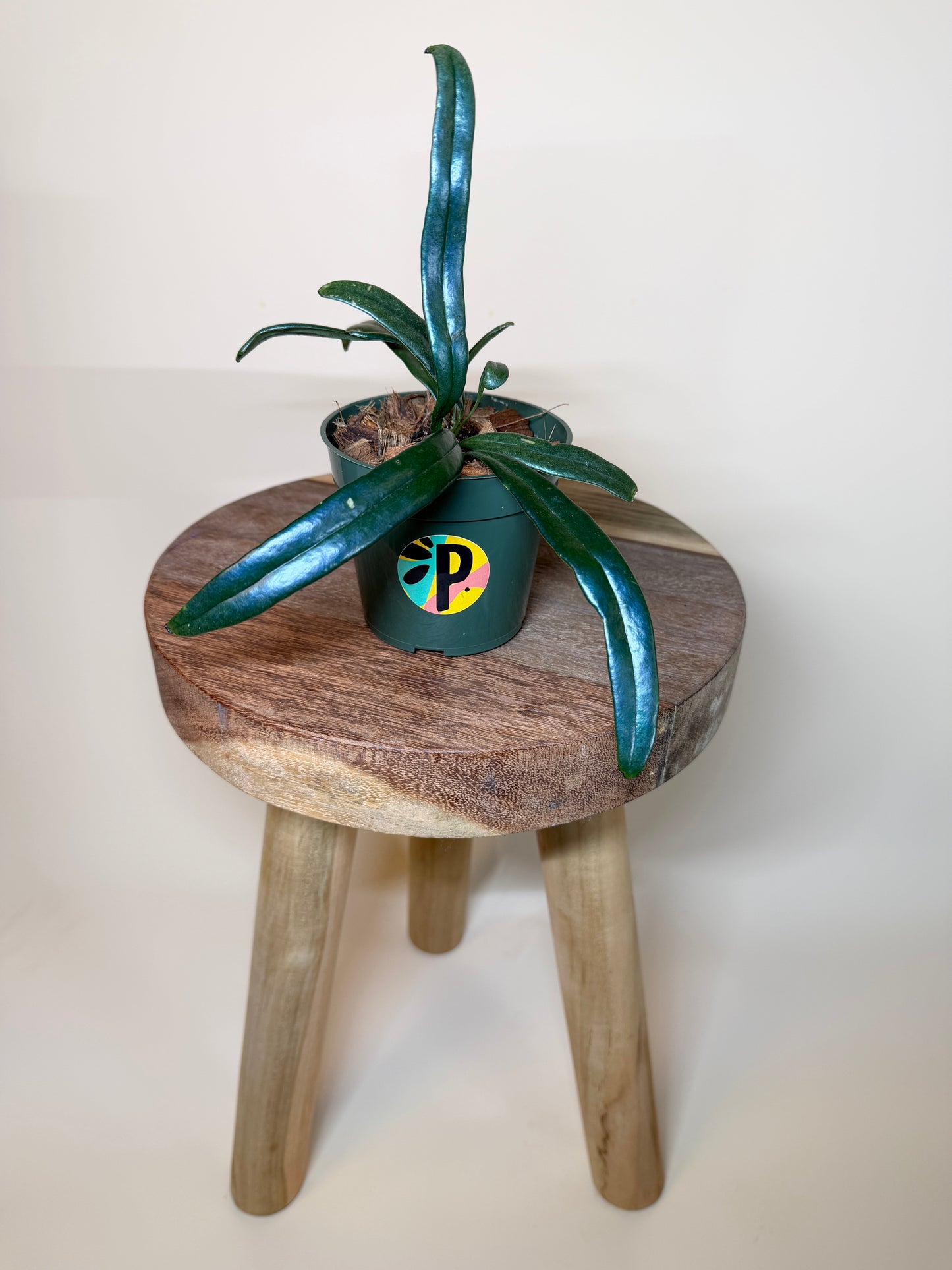 Fern Blue Oil 4” Pot