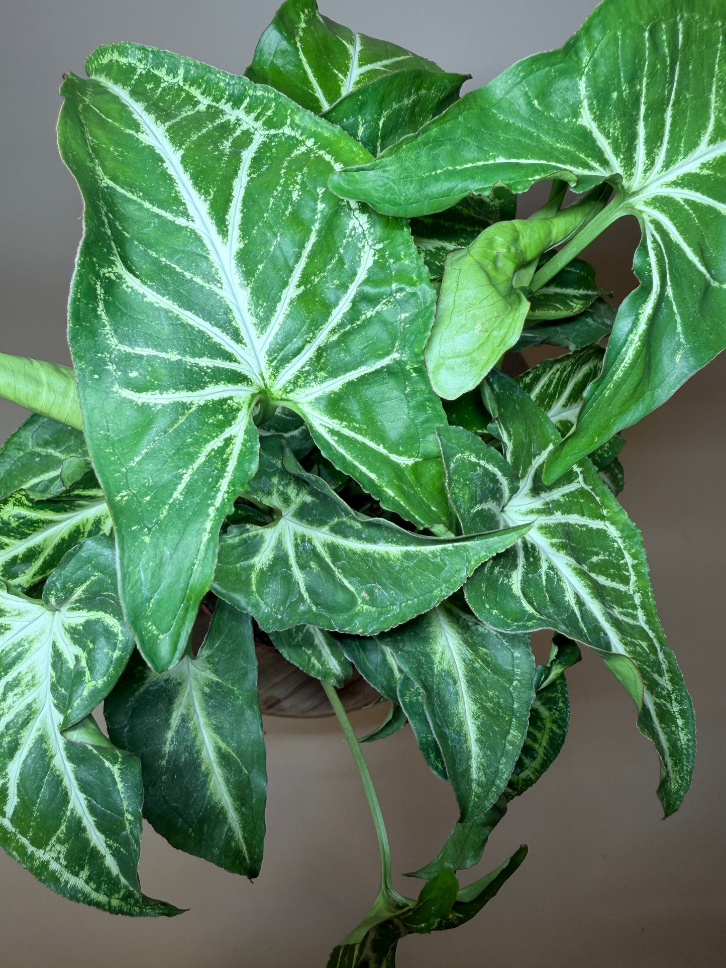 Syngonium White Butterfly 4” Pot