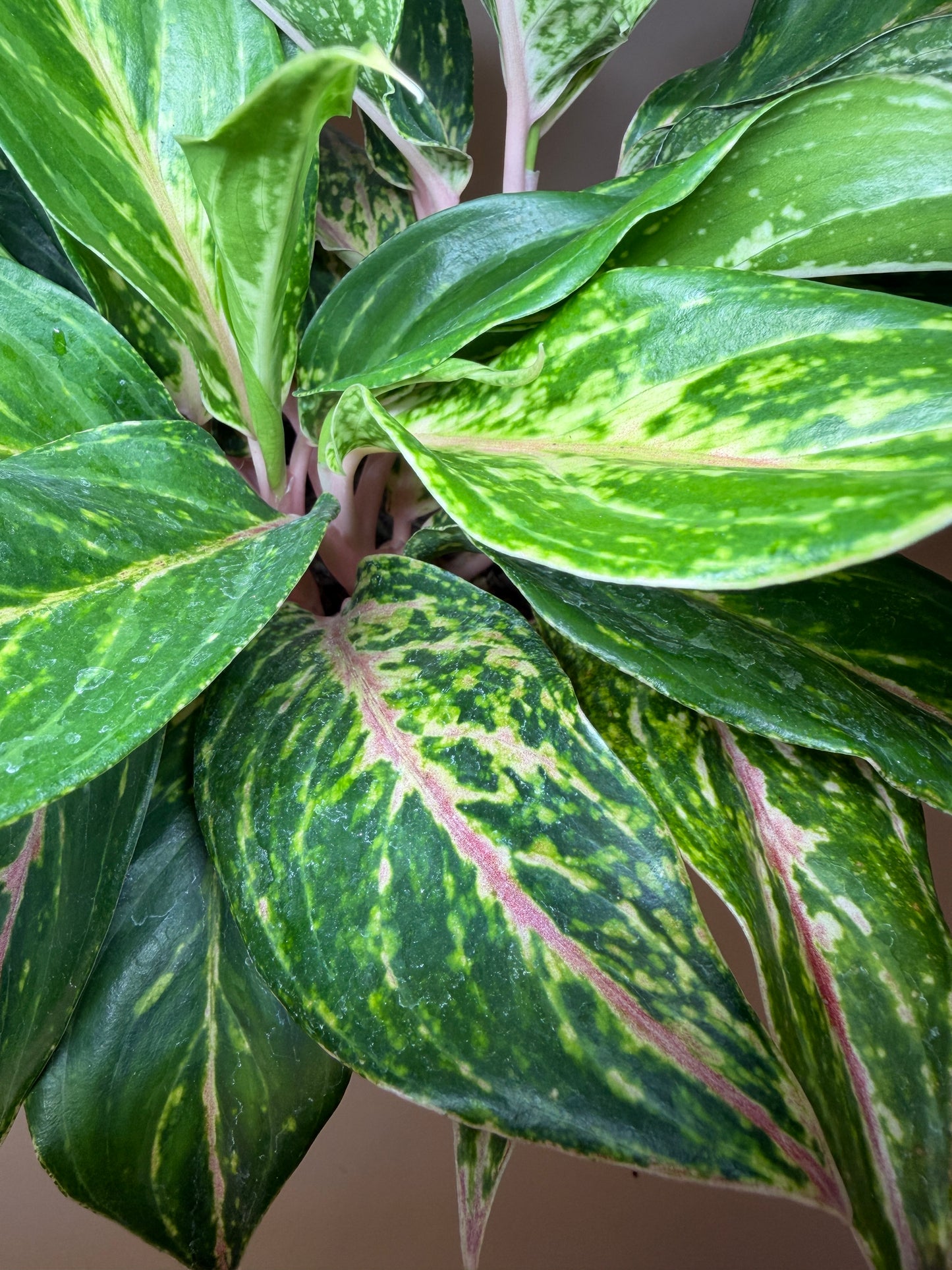 Aglaonema Pink 6” Pot