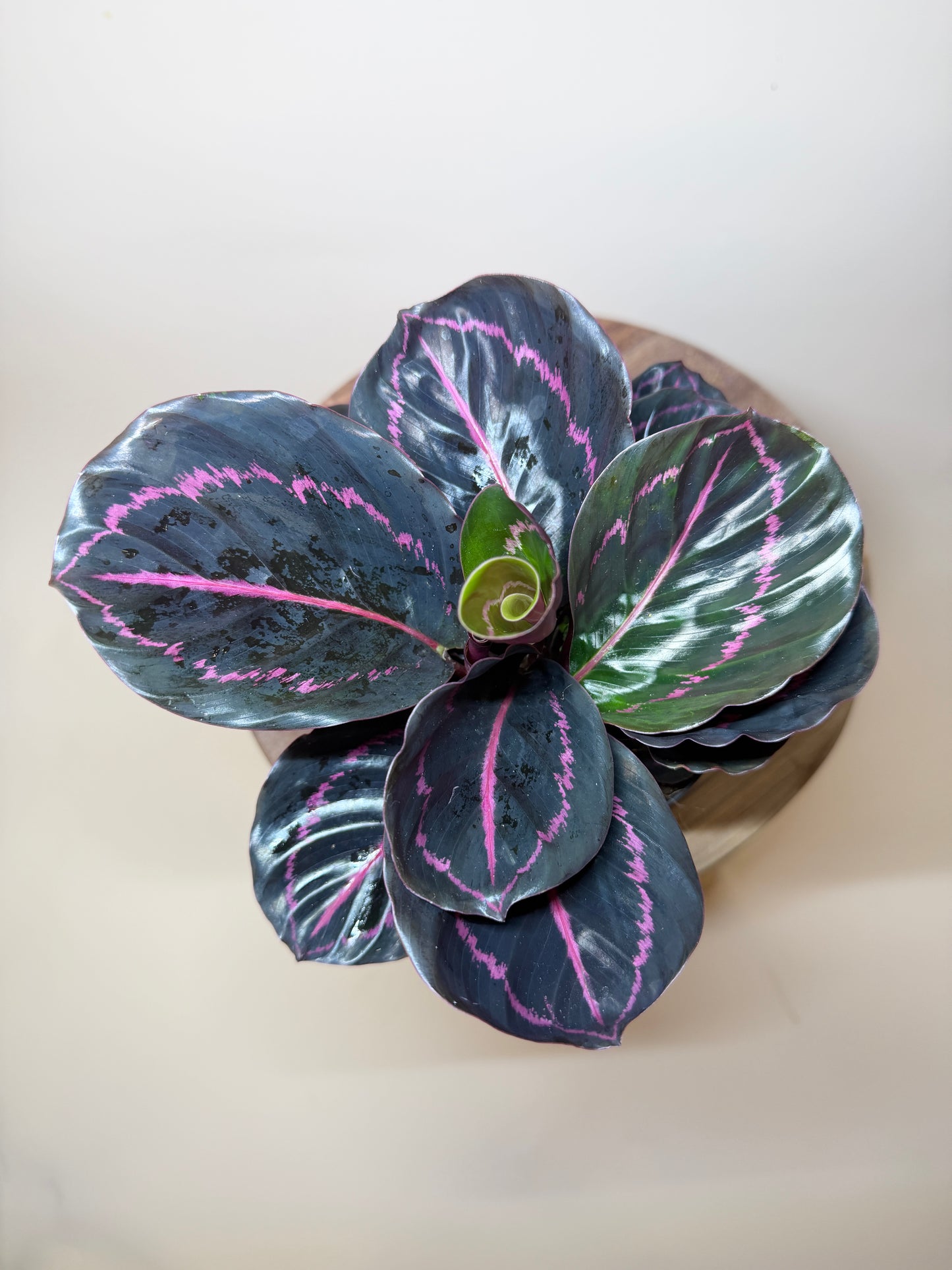Calathea Dottie 4” Pot