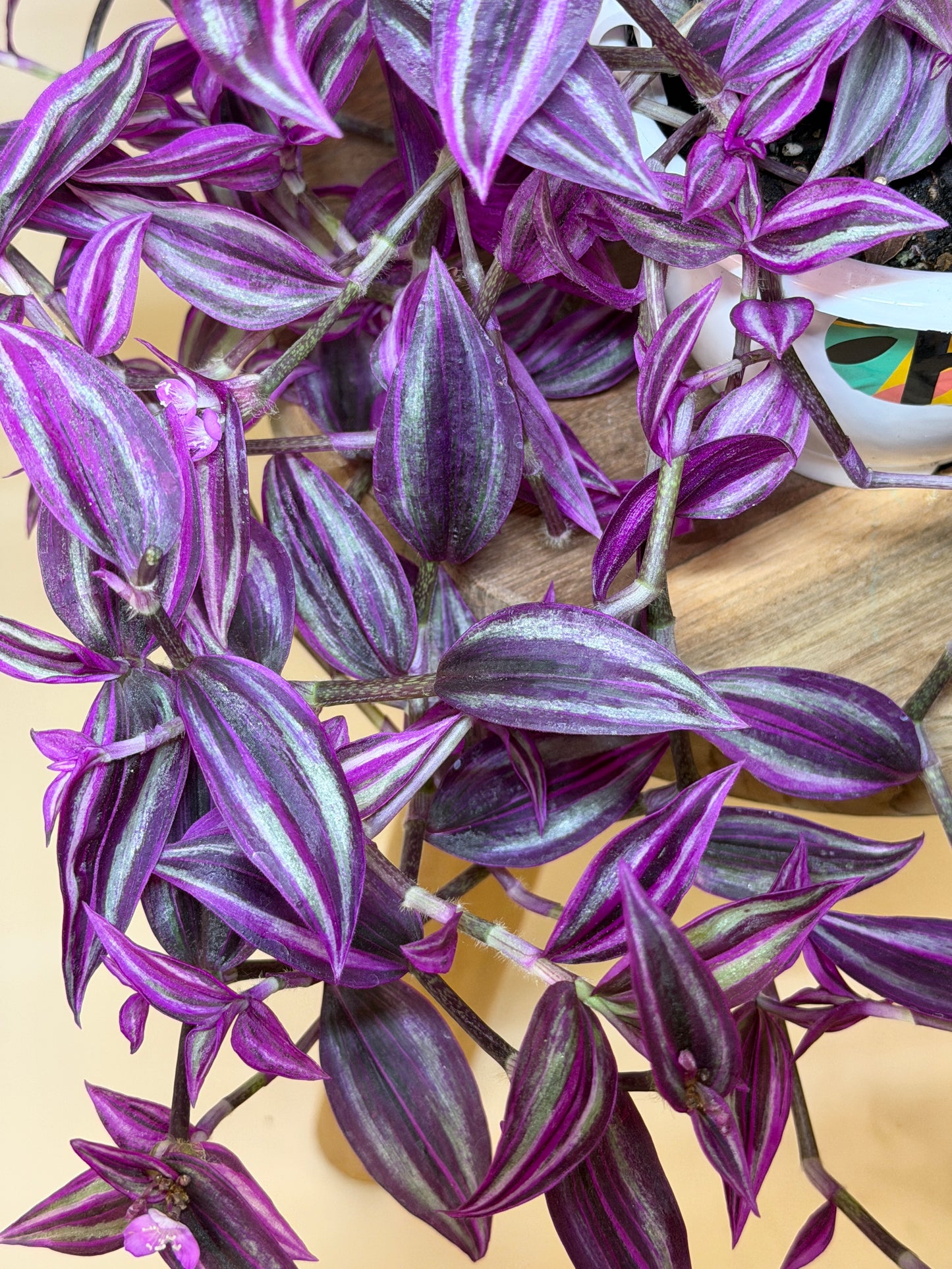 Tradescantia Pink Paradise 6” Pot