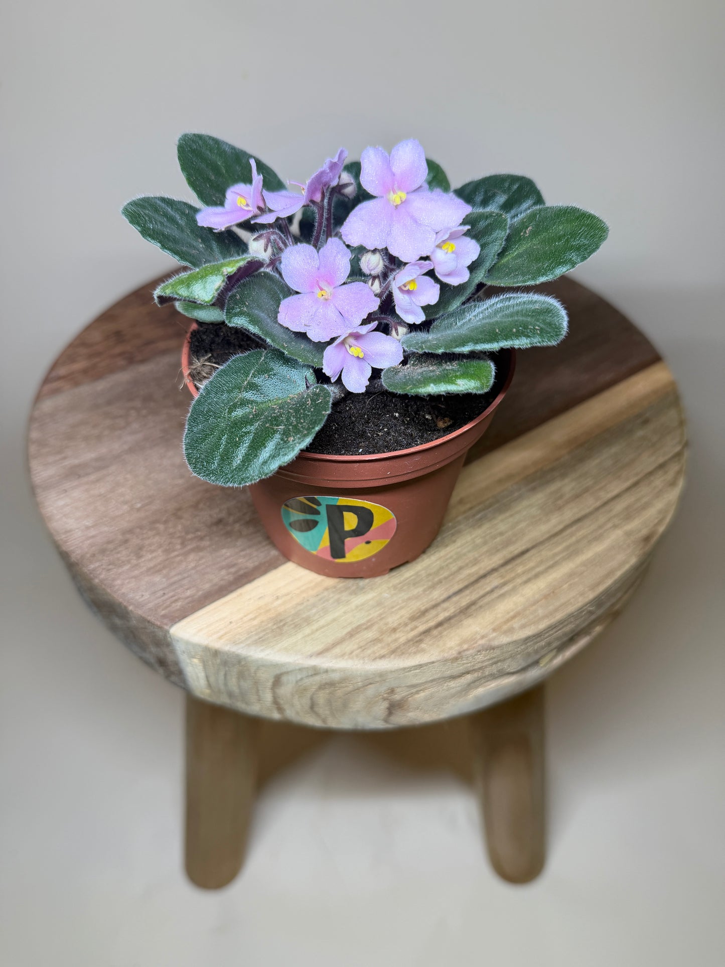 African Violet 4” Pot