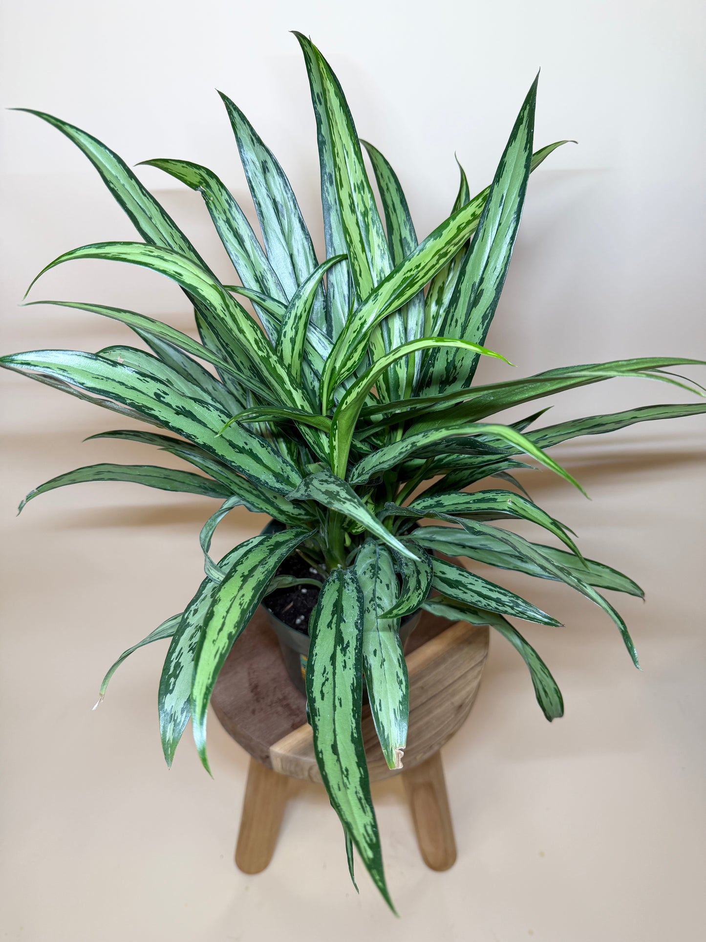 Aglaonema Cutlass 6” Pot