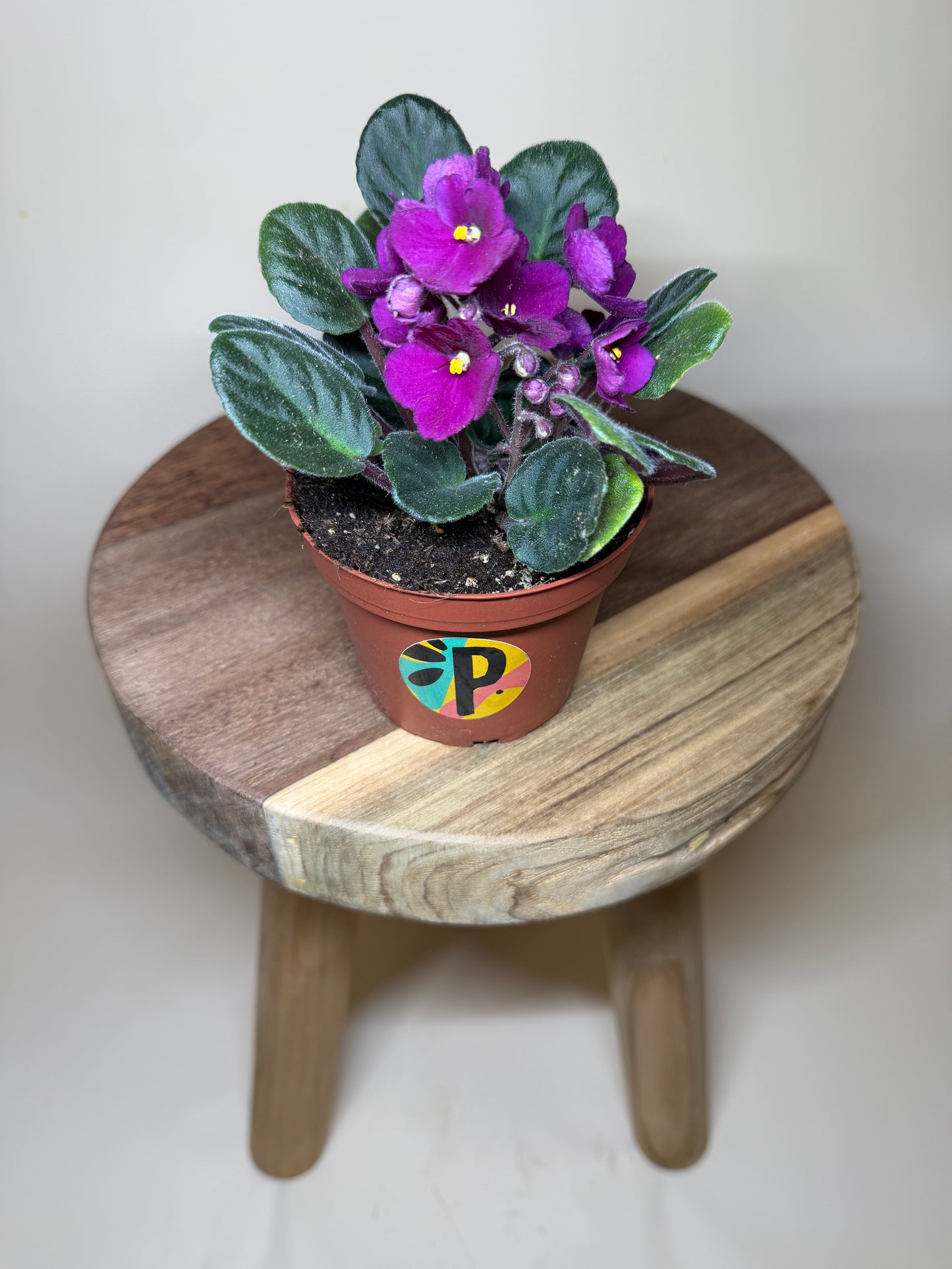 African Violet 4” Pot