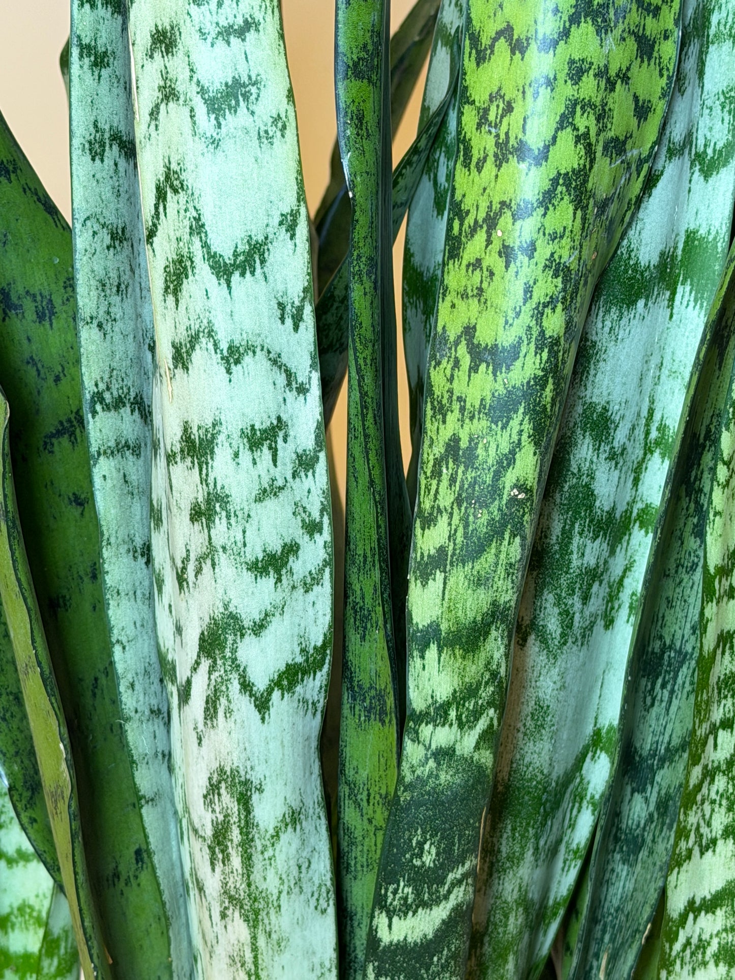 Snake Zeylanica 8” Pot