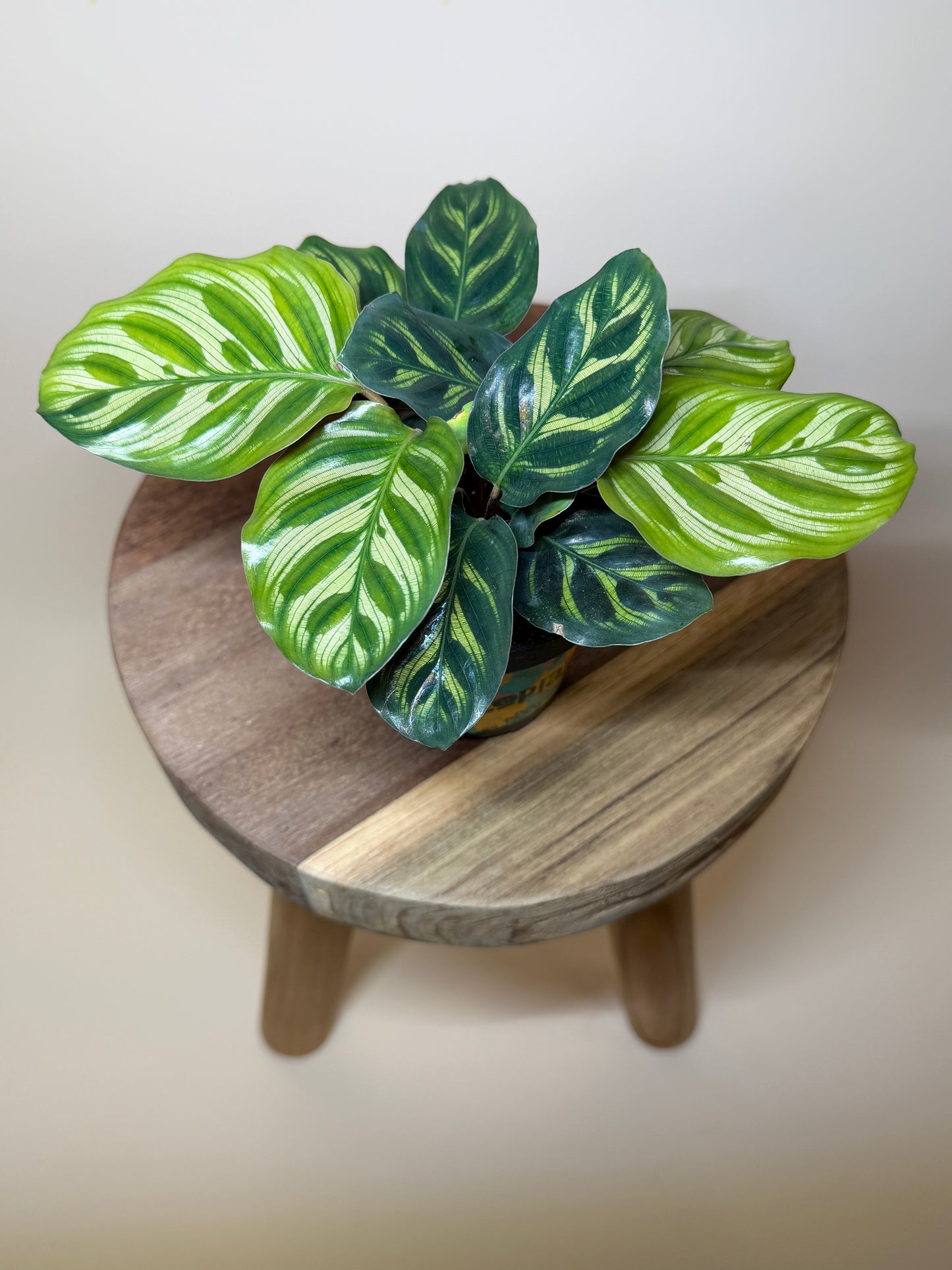 Calathea Makoyana 4” Pot