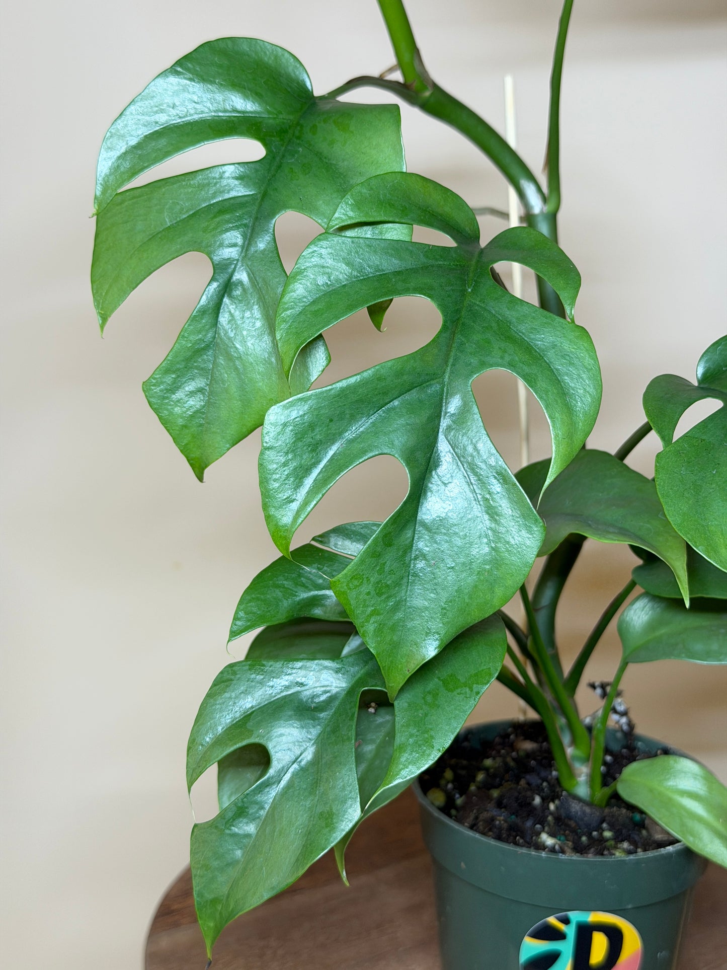 Philodendron Minima 4” Pot