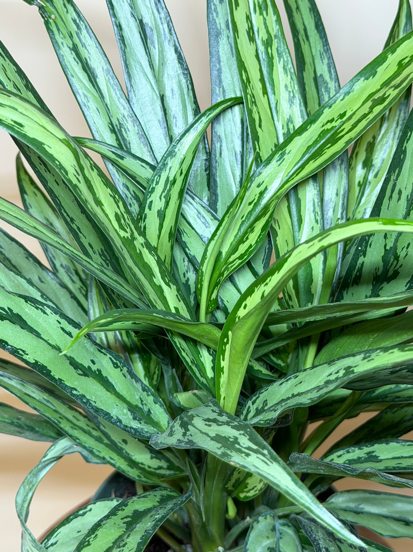 Aglaonema Cutlass 6” Pot
