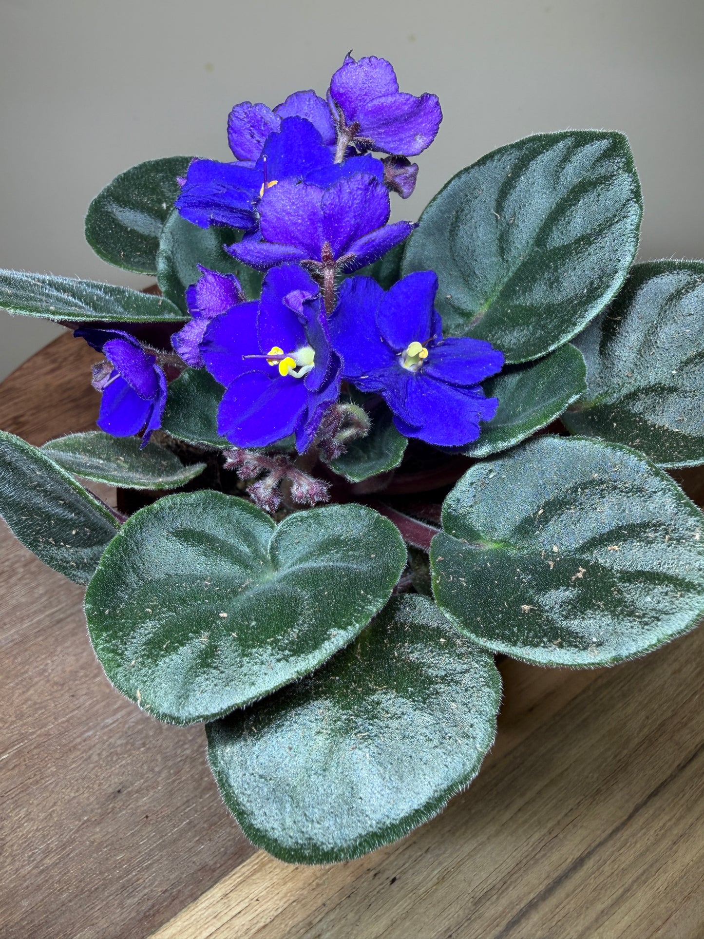 African Violet 4” Pot