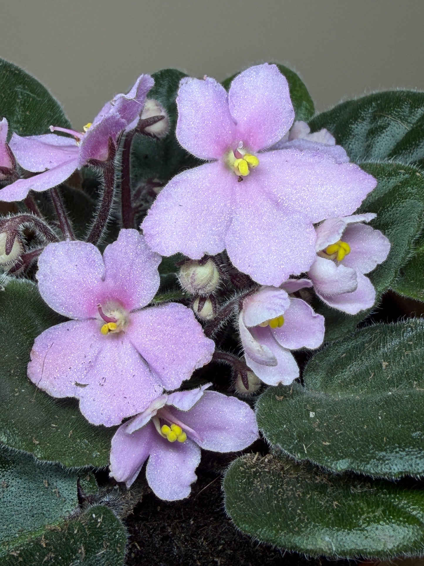 African Violet 4” Pot