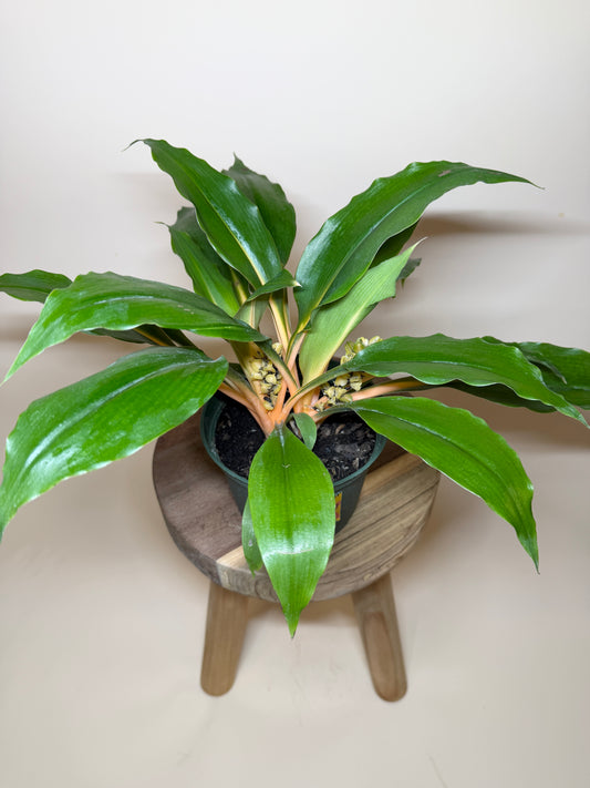 Spider Mandarin 6” Pot