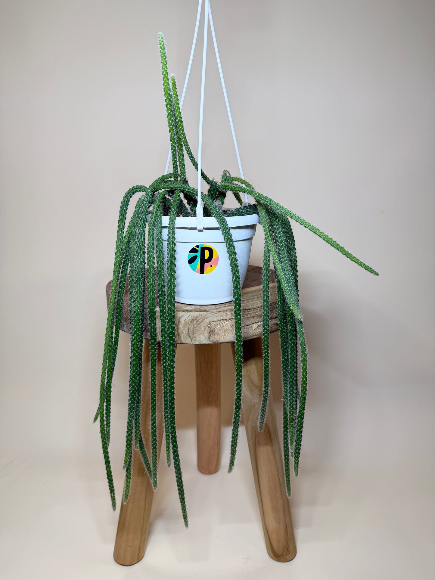 Cactus Rat Tail 6” Pot