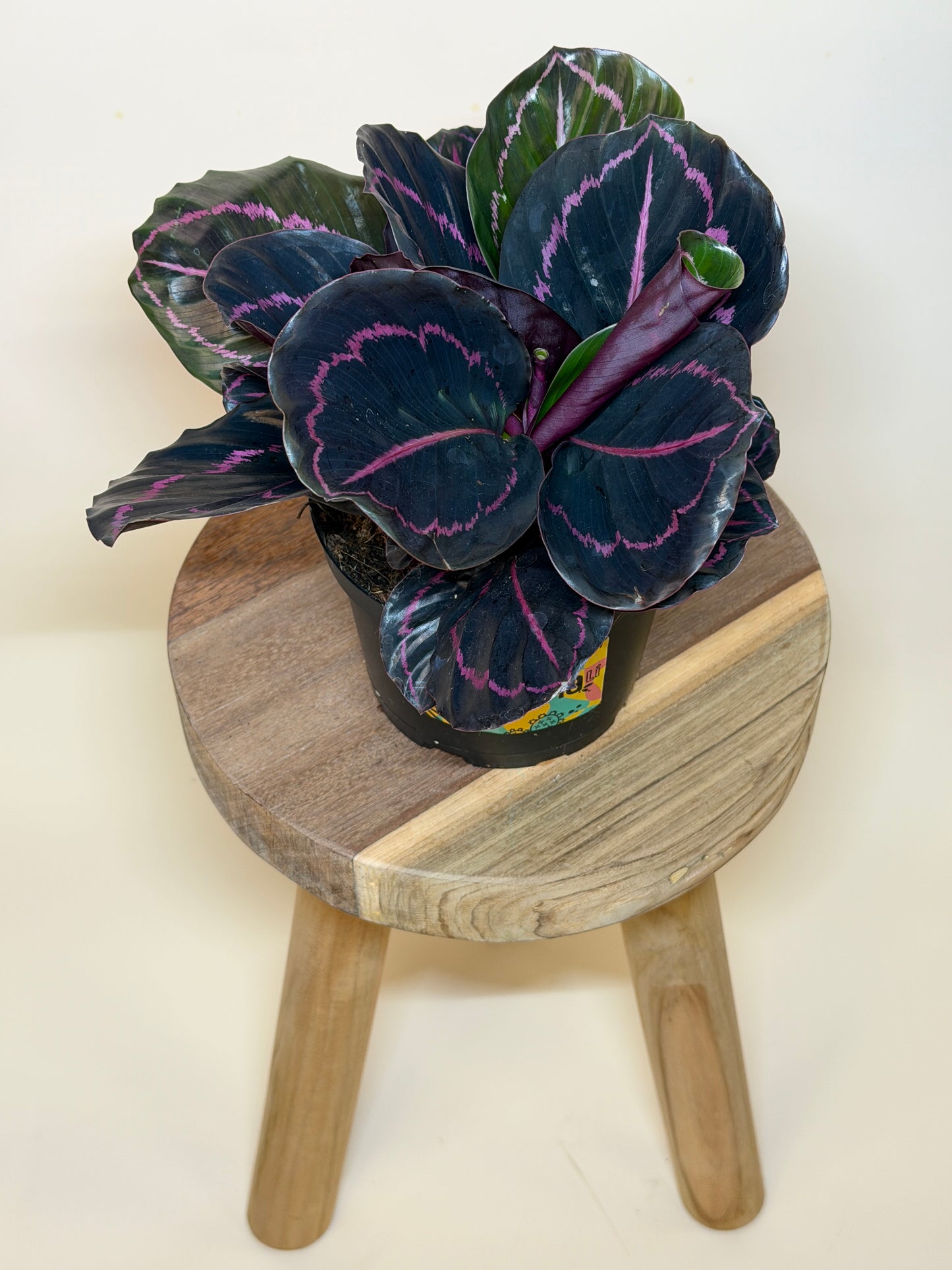 Calathea Dottie 6" Pot