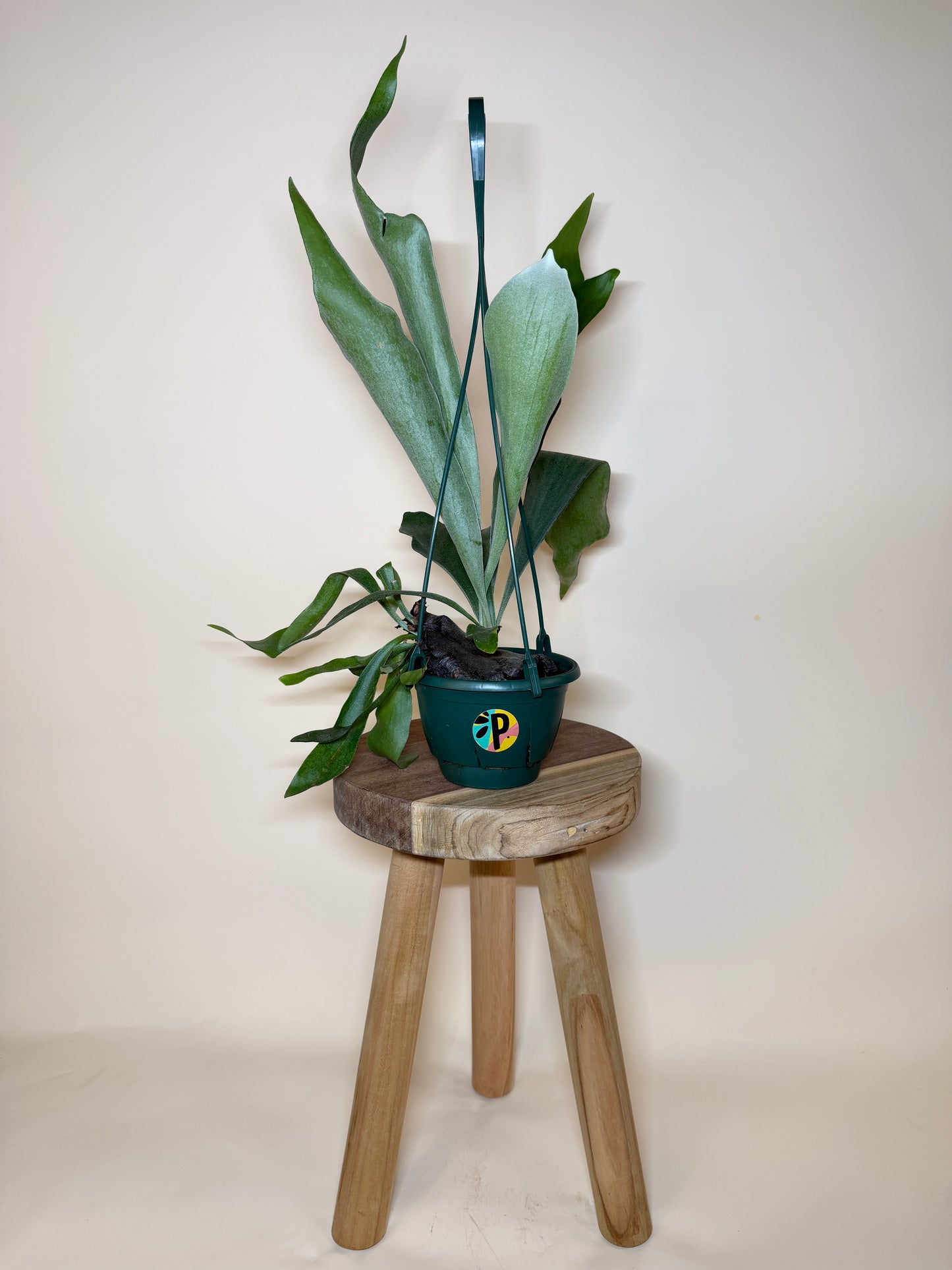Fern Staghorn 6” Pot