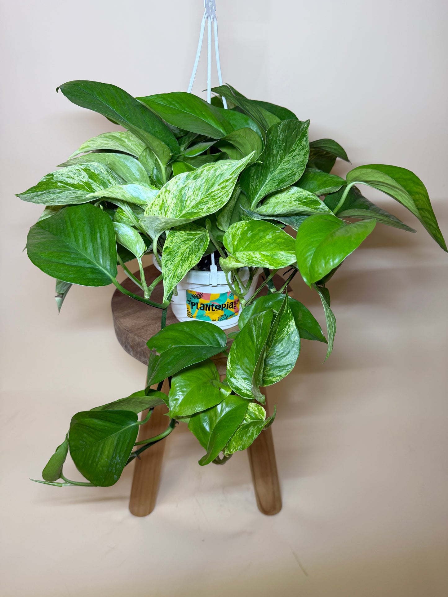 Pothos Queen Marble 6” Pot