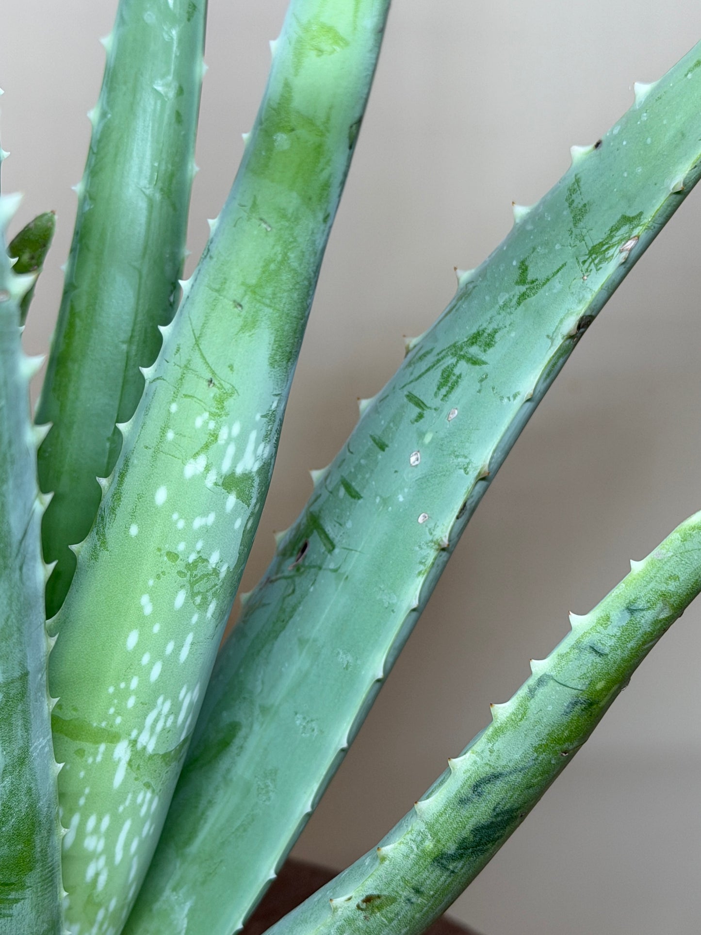 Aloe Vera 4” Pot