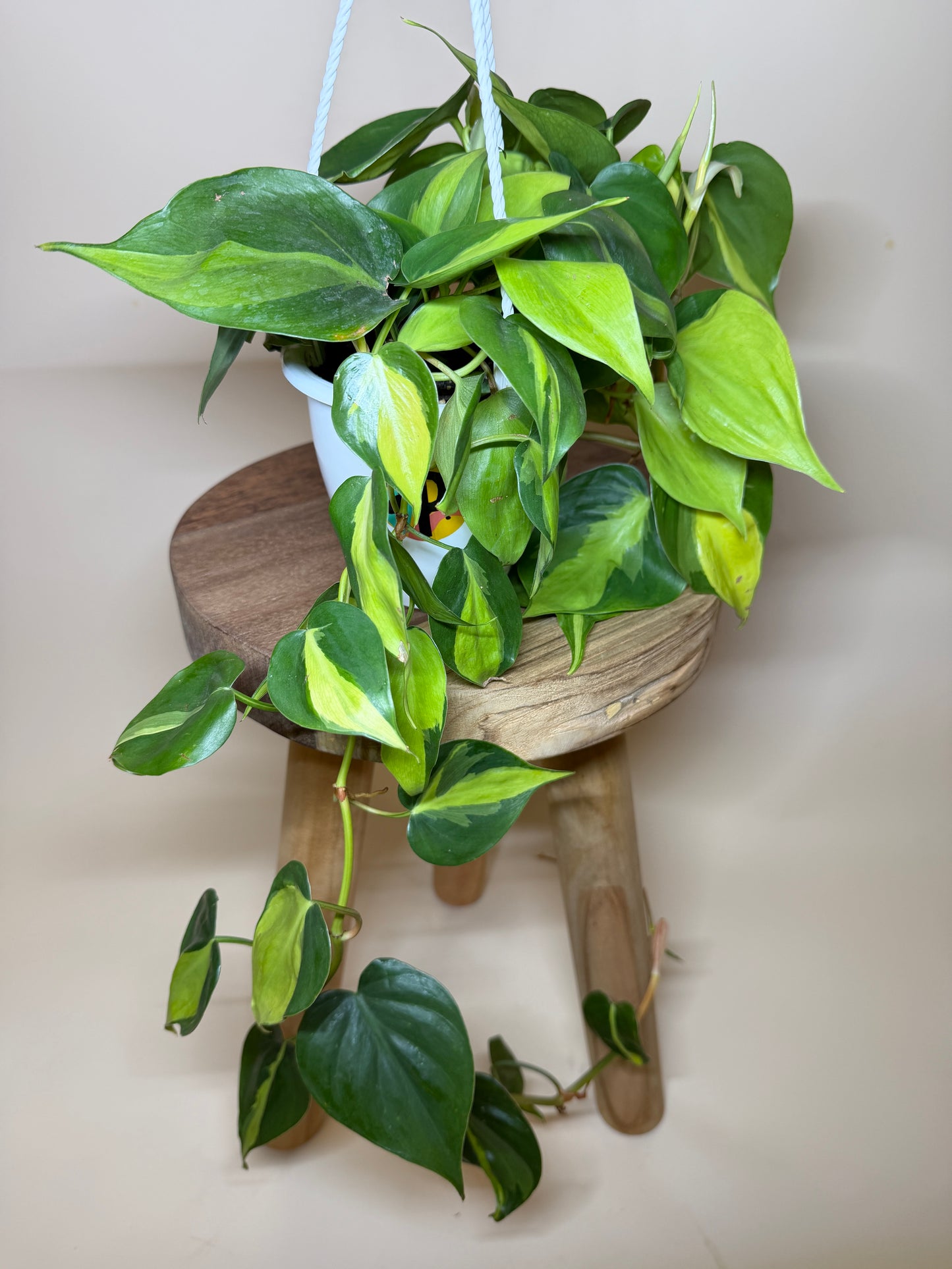 Philodendron Brasil 4.5” Pot