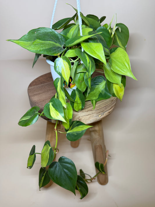 Philodendron Brasil 4.5” Pot