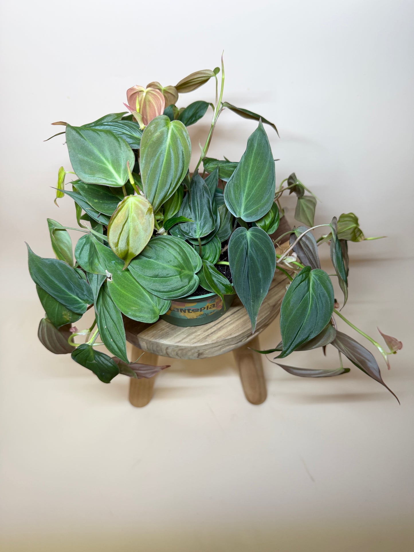 Philodendron Micans 6” Pot