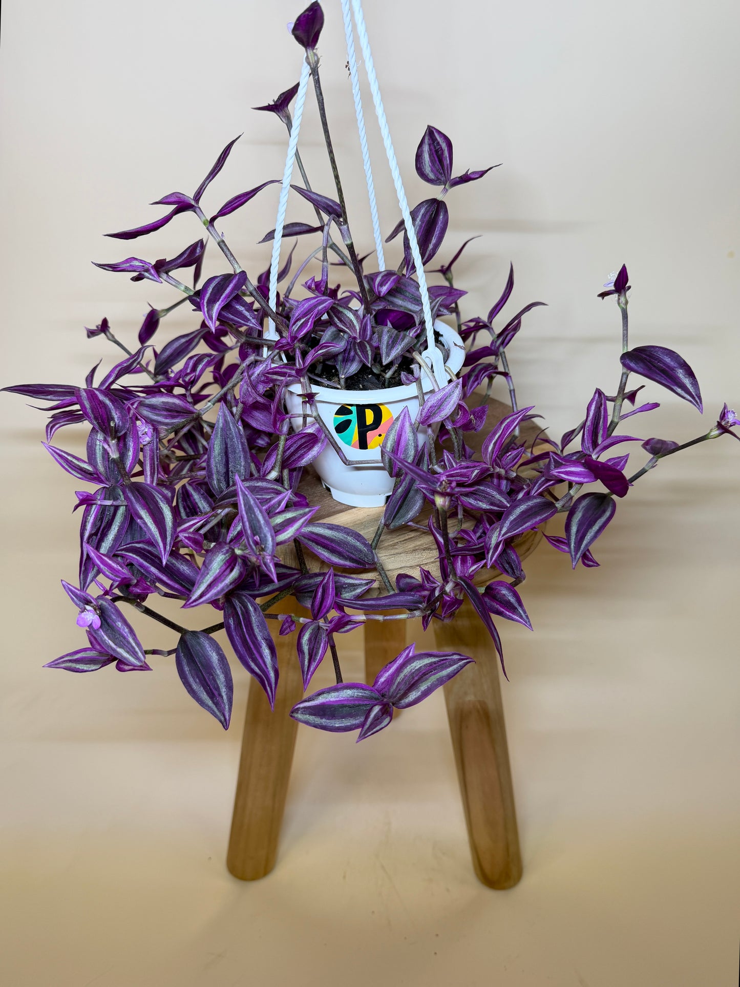 Tradescantia Pink Paradise 6” Pot