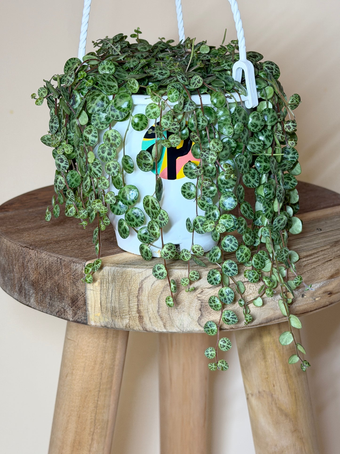 String of Turtles 4.5” Pot