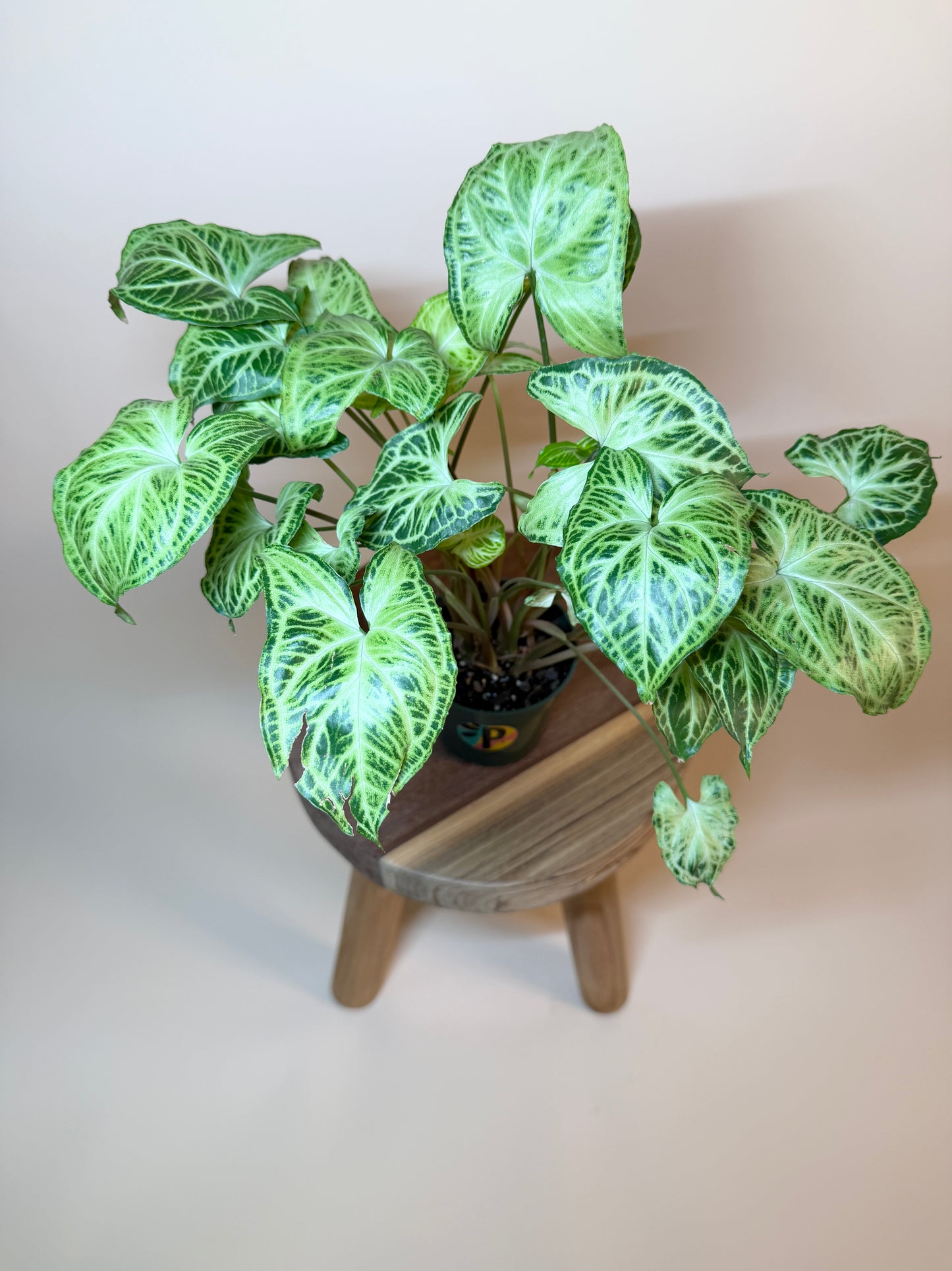 Syngonium Batik 4” Pot