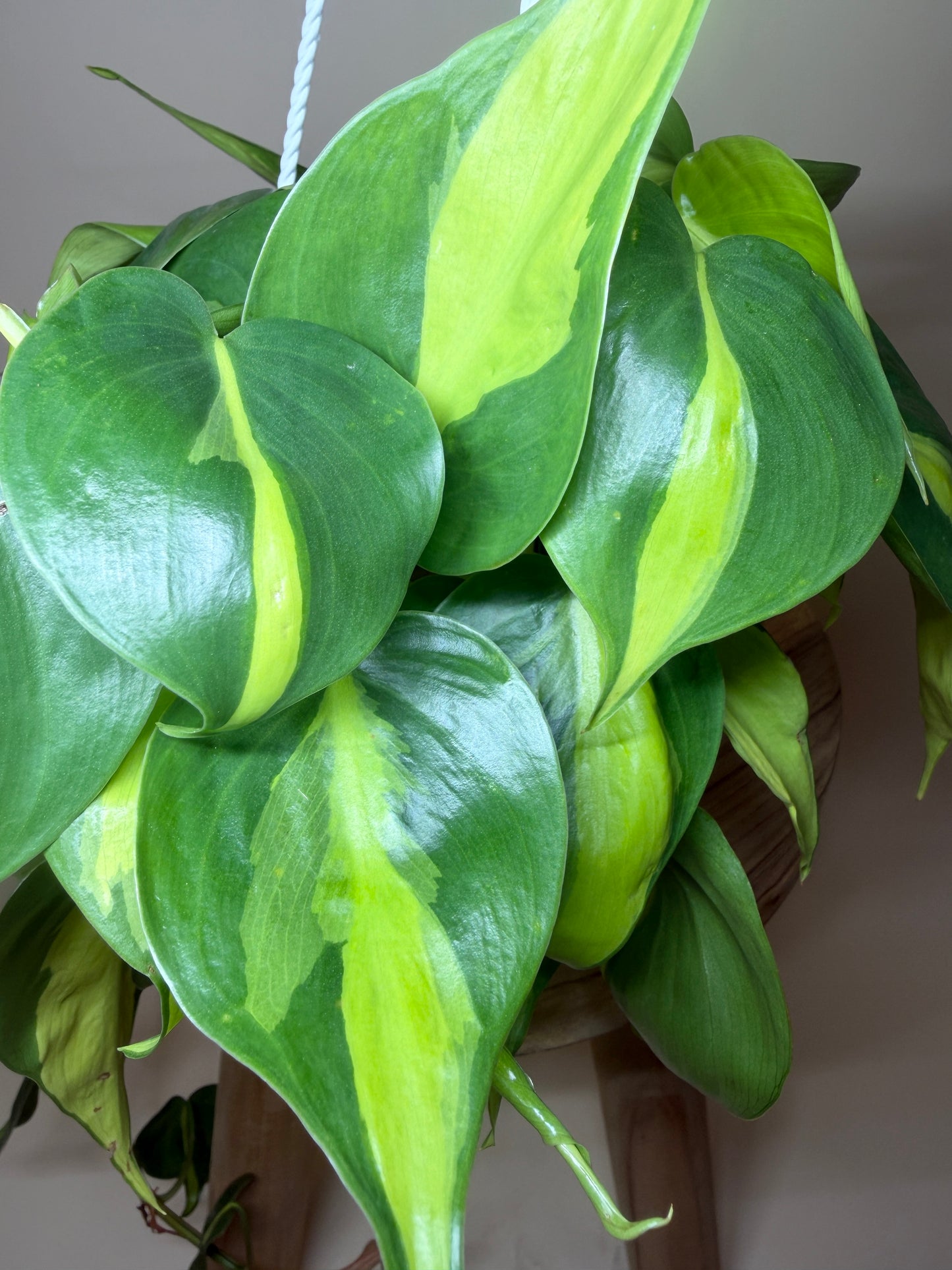 Philodendron Brasil 4.5” Pot