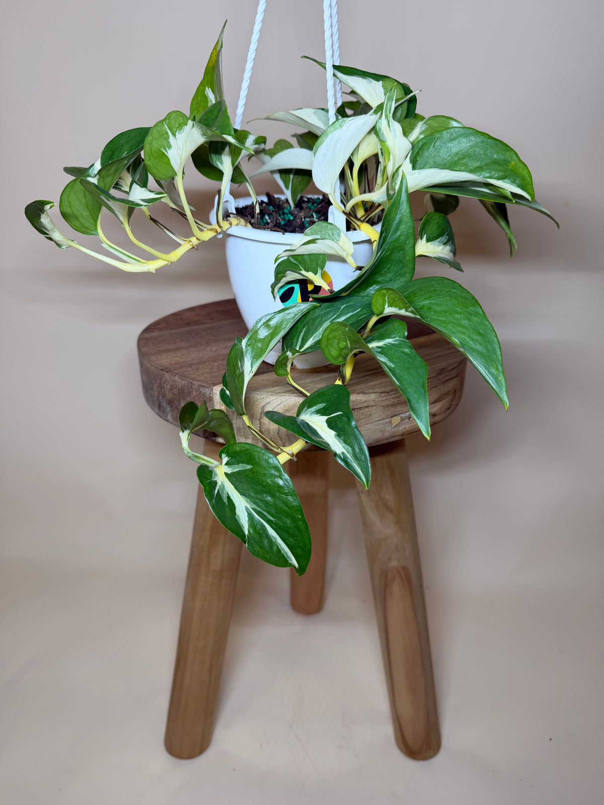 Pothos Mutant Manjula 4.5” Pot
