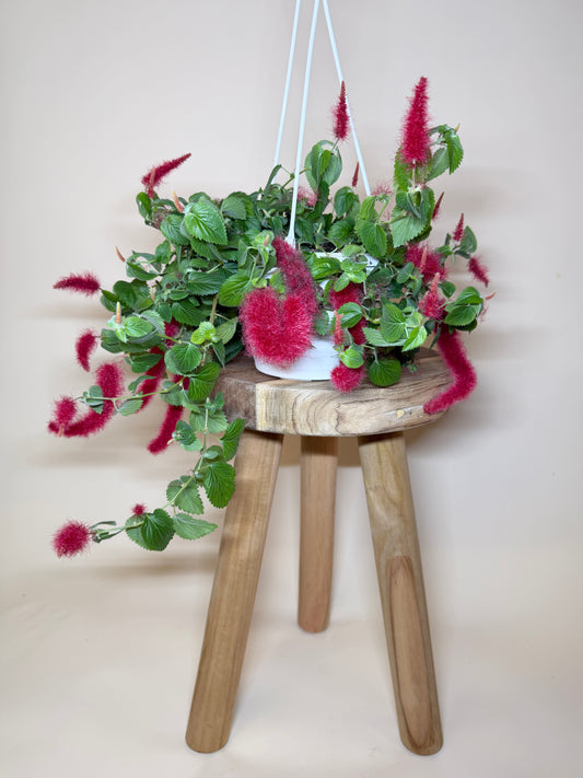 Chenille Plant 6” Pot