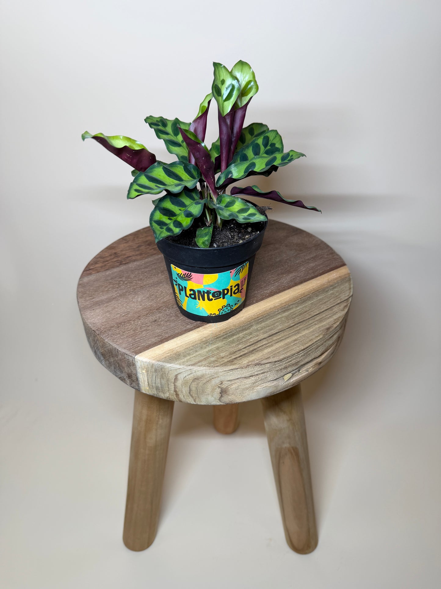 Calathea Rattlesnake 4” Pot