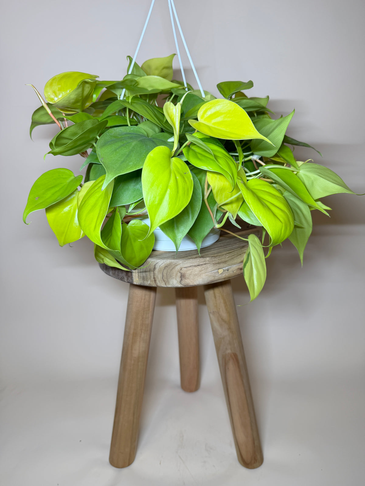 Philodendron Lemon Lime 8” Pot