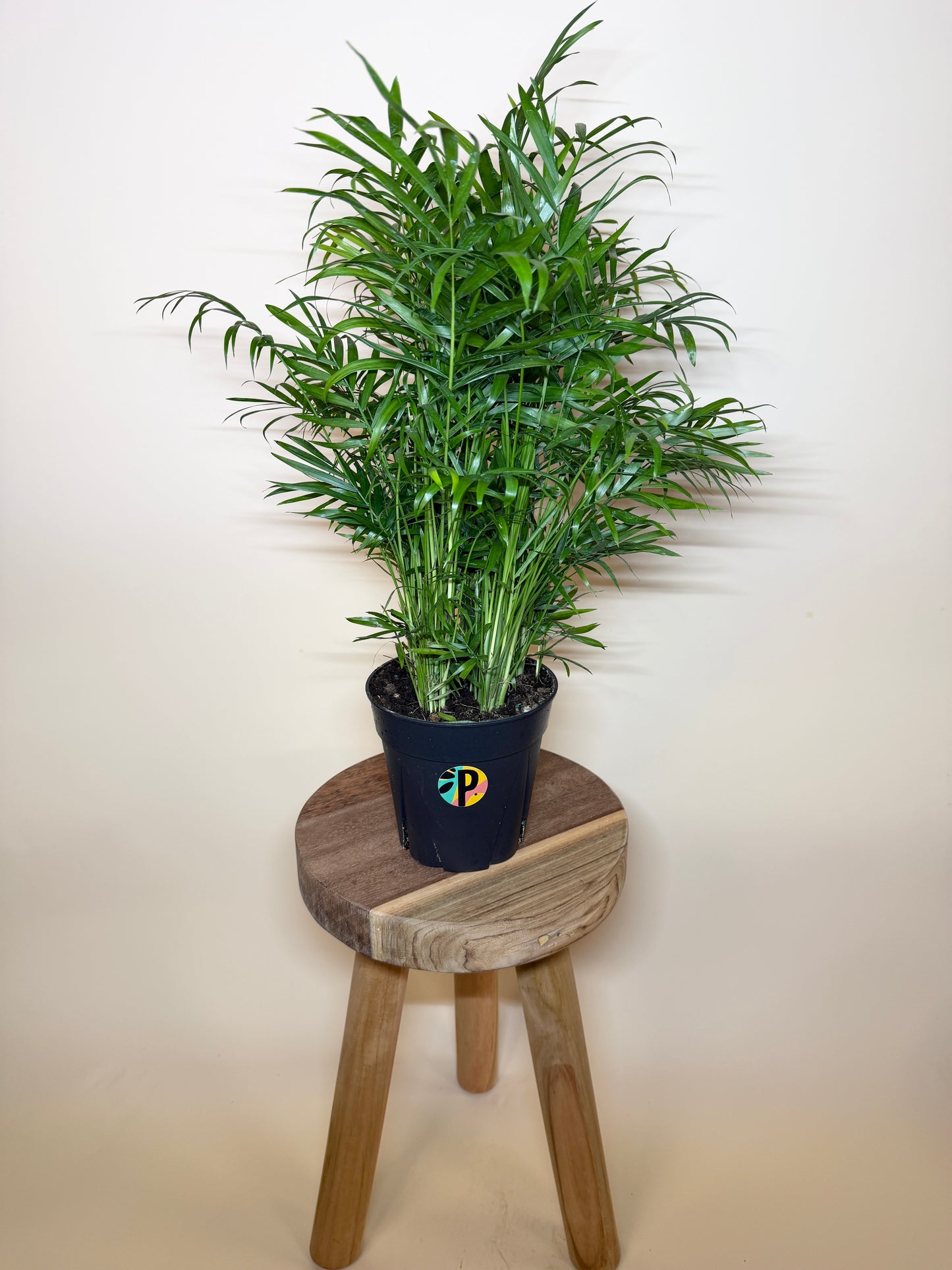 Palm Parlor 6” Pot
