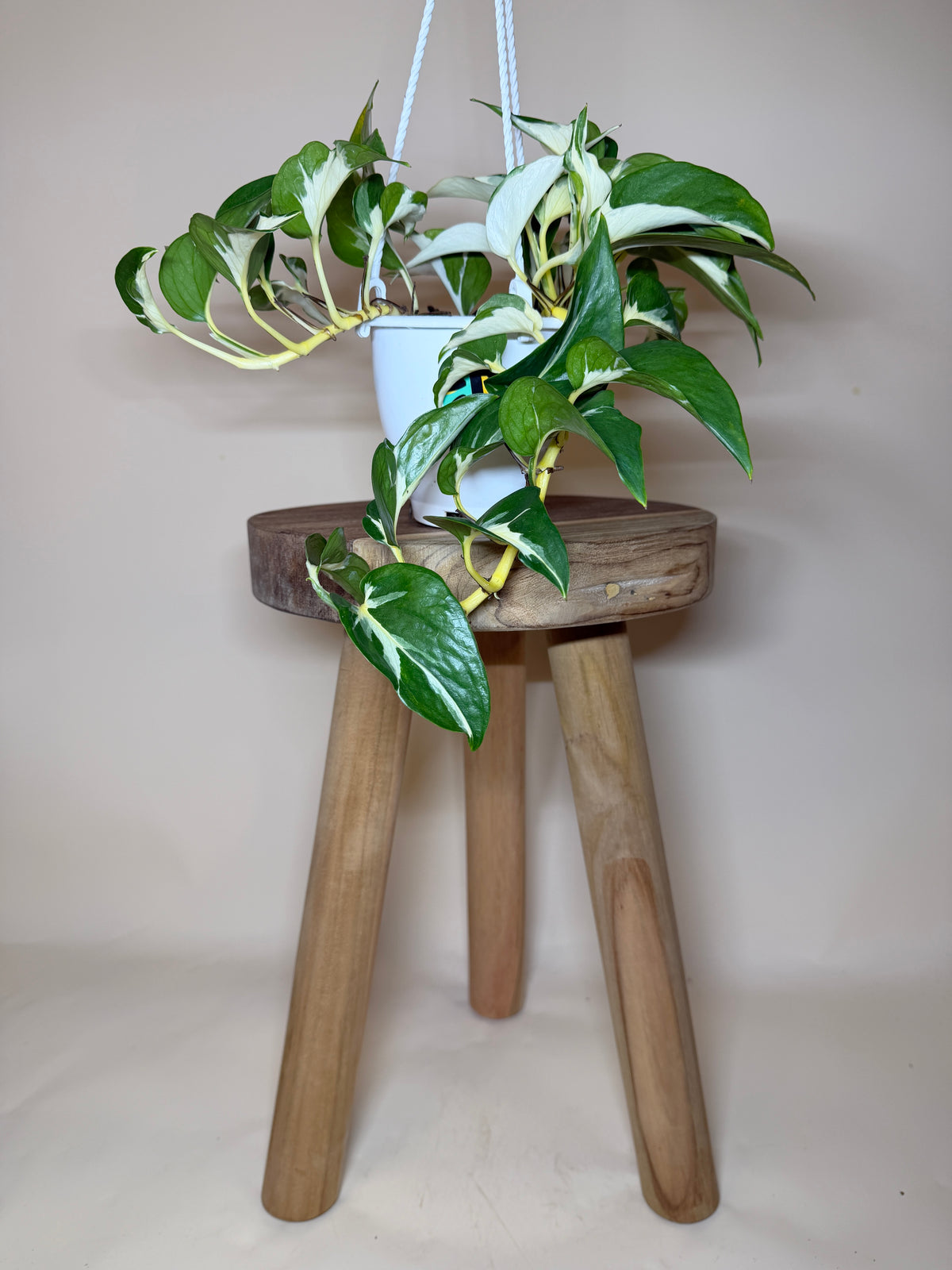 Pothos Mutant Manjula 4.5” Pot