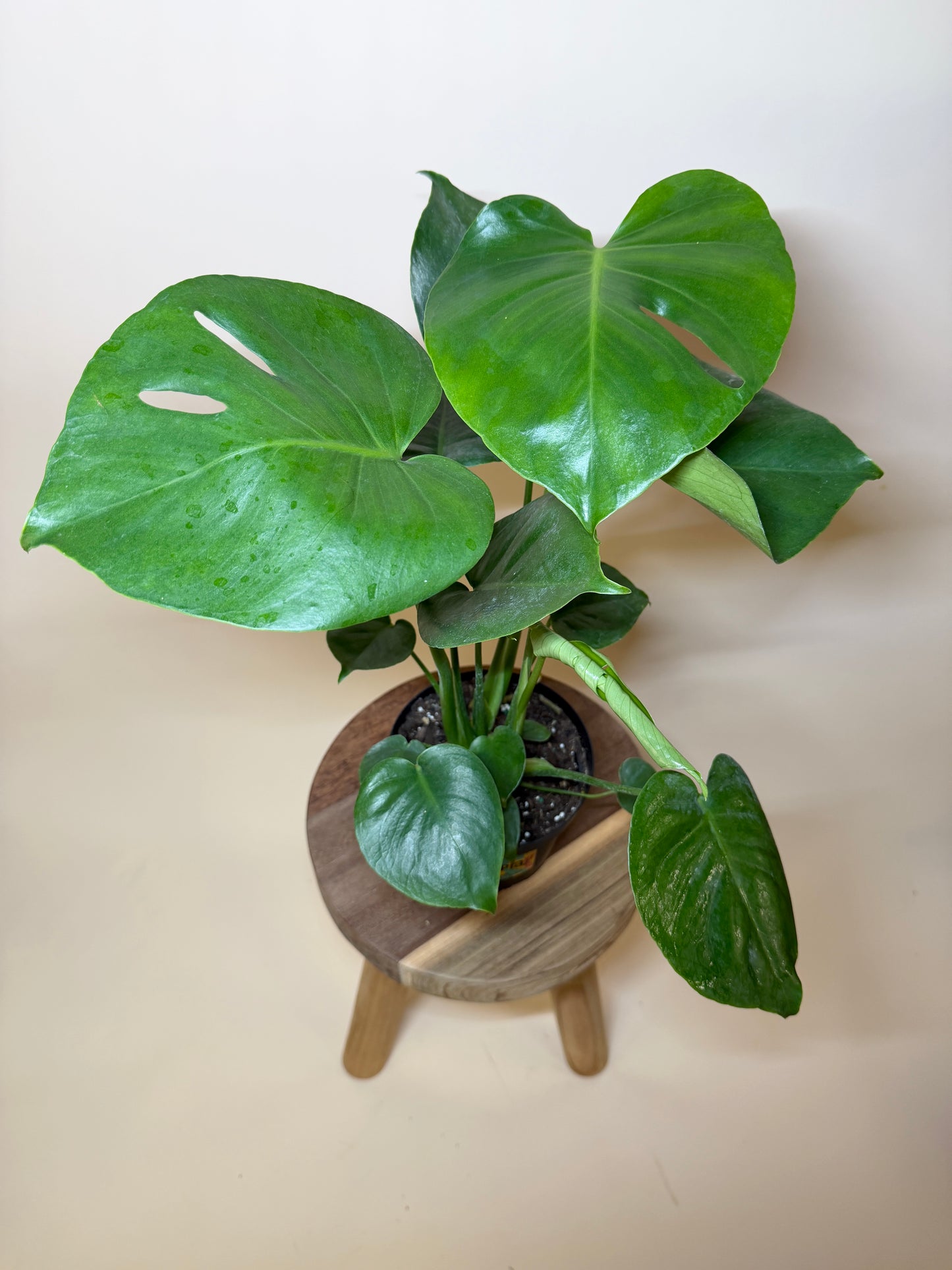 Monstera Deliciosa 6" Pot