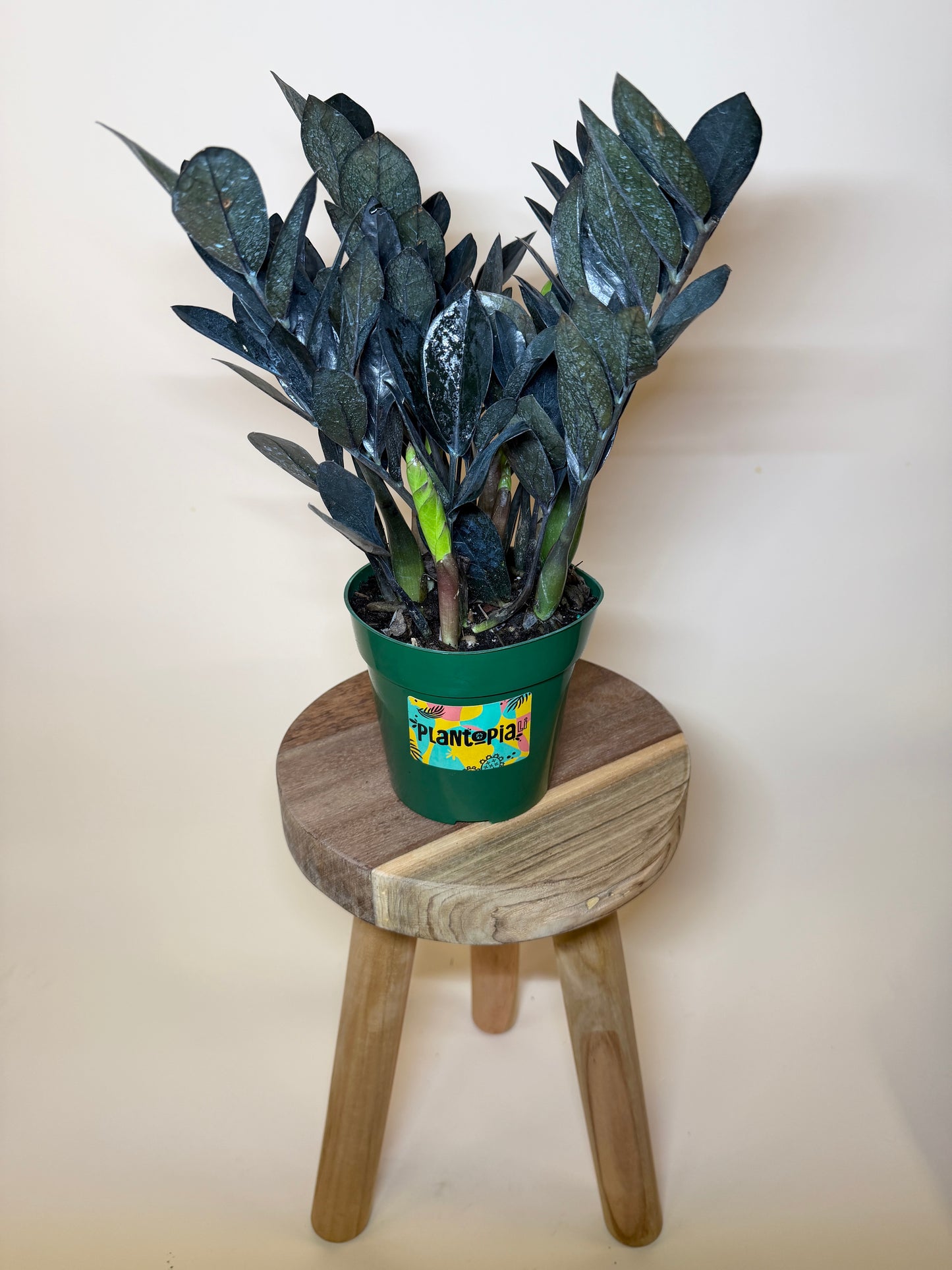 ZZ Black Raven 6” Pot