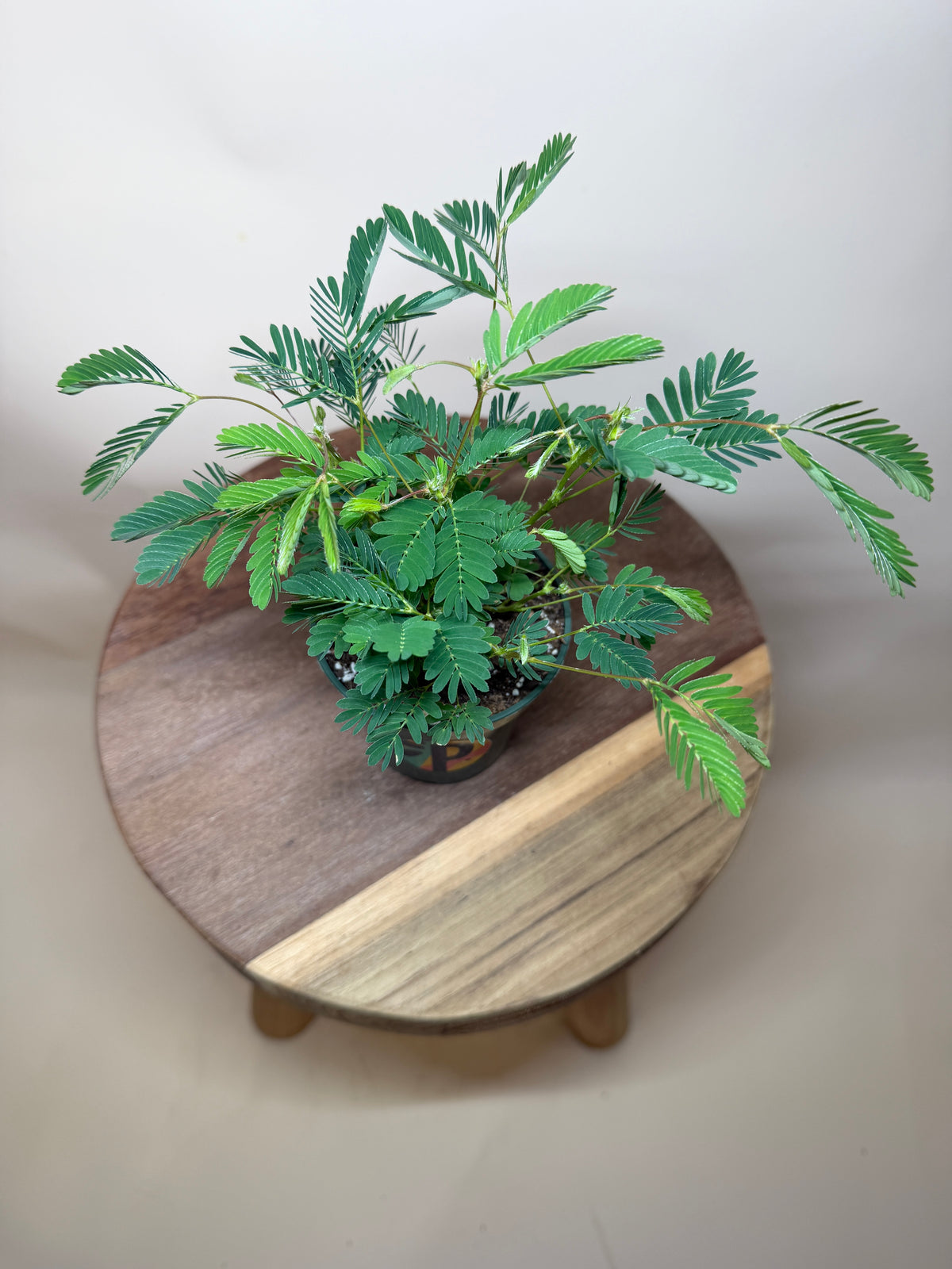 Mimosa aka Sensitive Plant 4” Pot