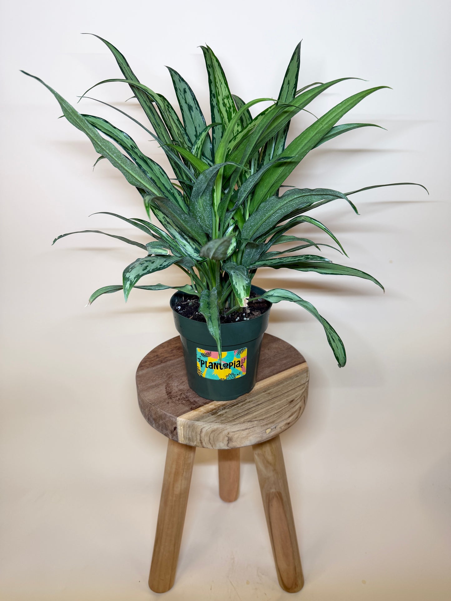 Aglaonema Cutlass 6” Pot