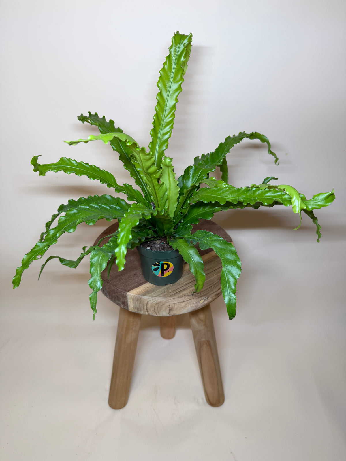 Fern Bird’s Nest 4” Pot