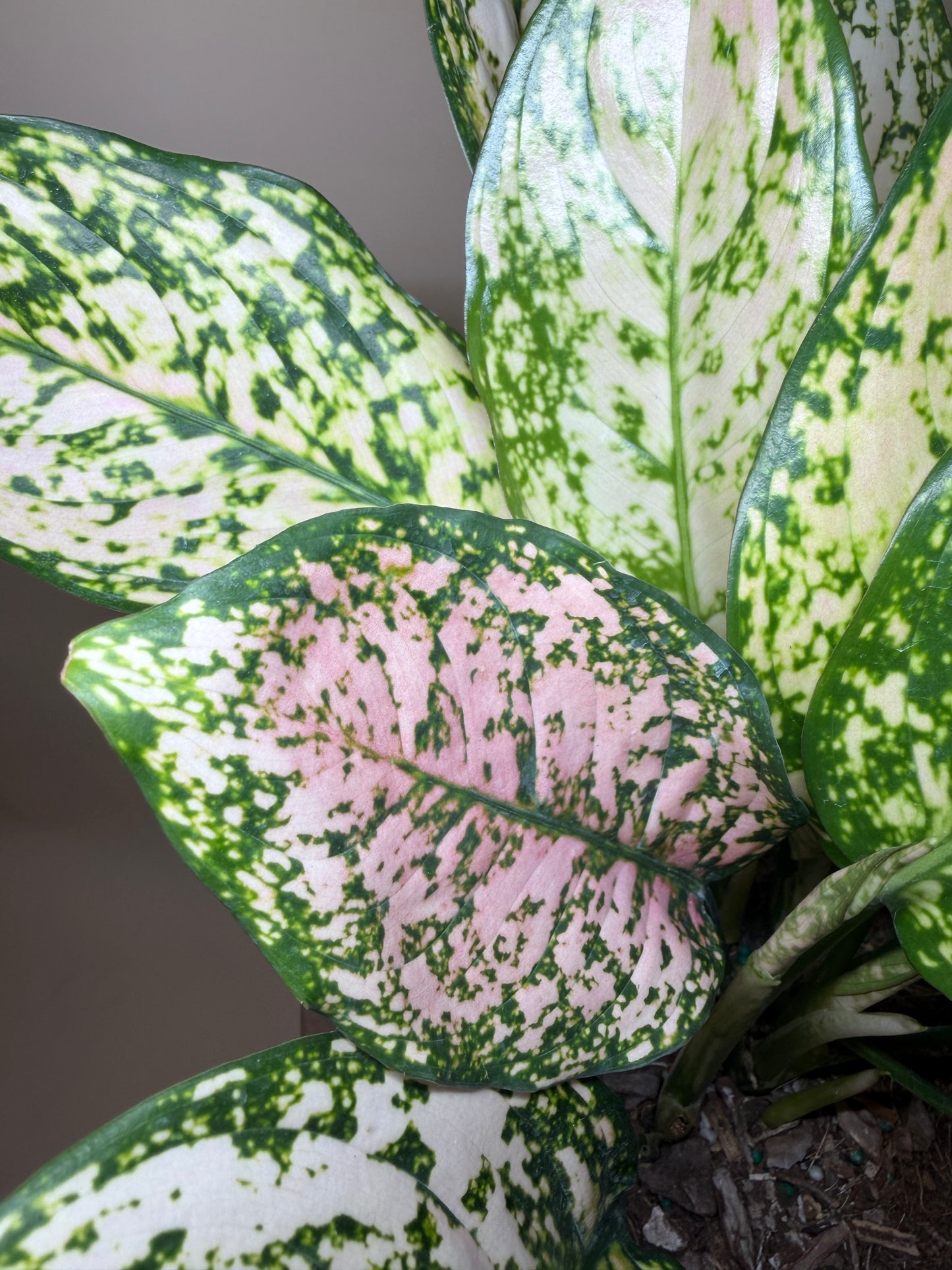 Aglaonema Pink 6” Pot