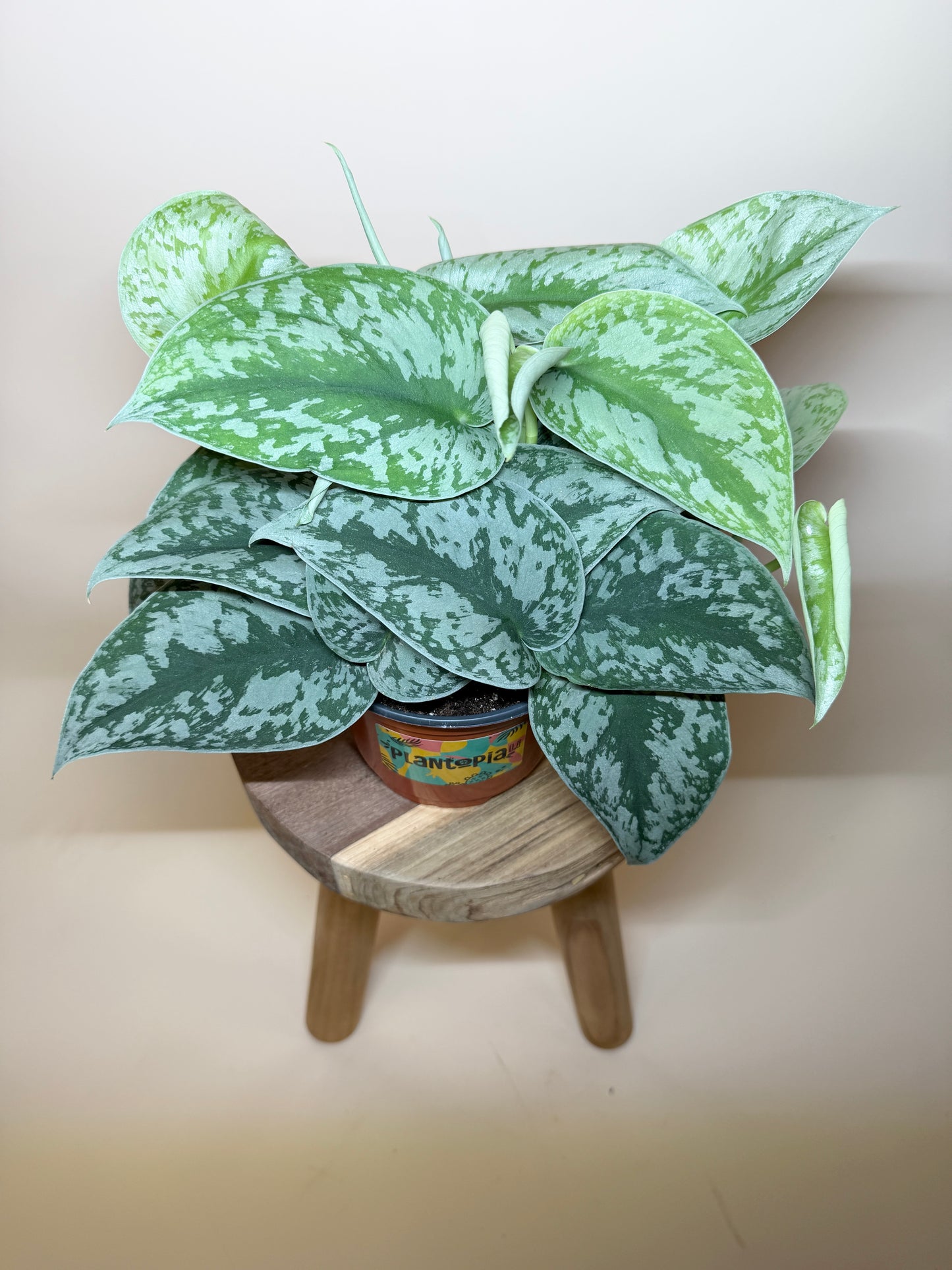 Scindapsus Silver Satin 6” Pot