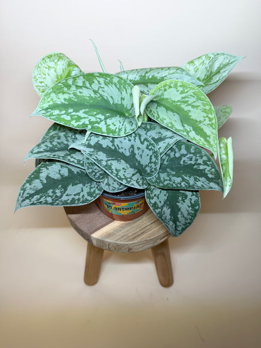 Scindapsus Silver Satin 6” Pot
