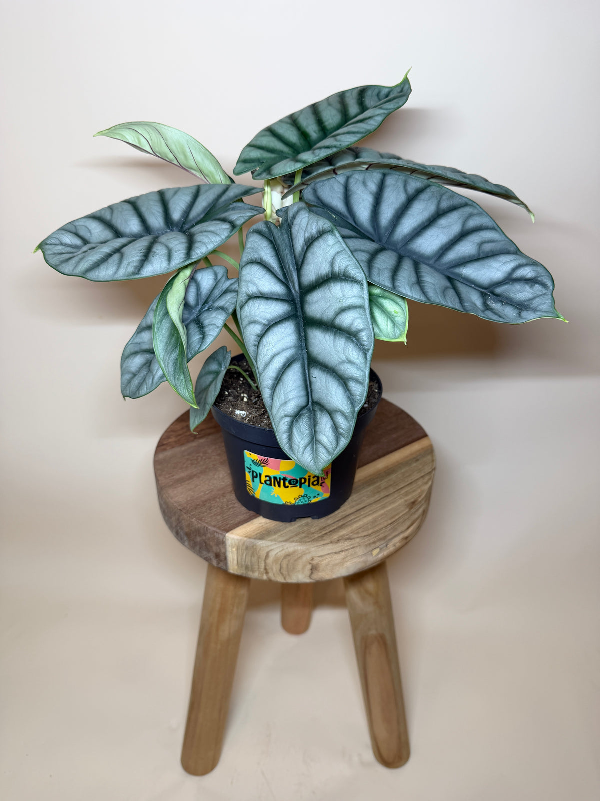 Alocasia Silver Dragon 6” Pot