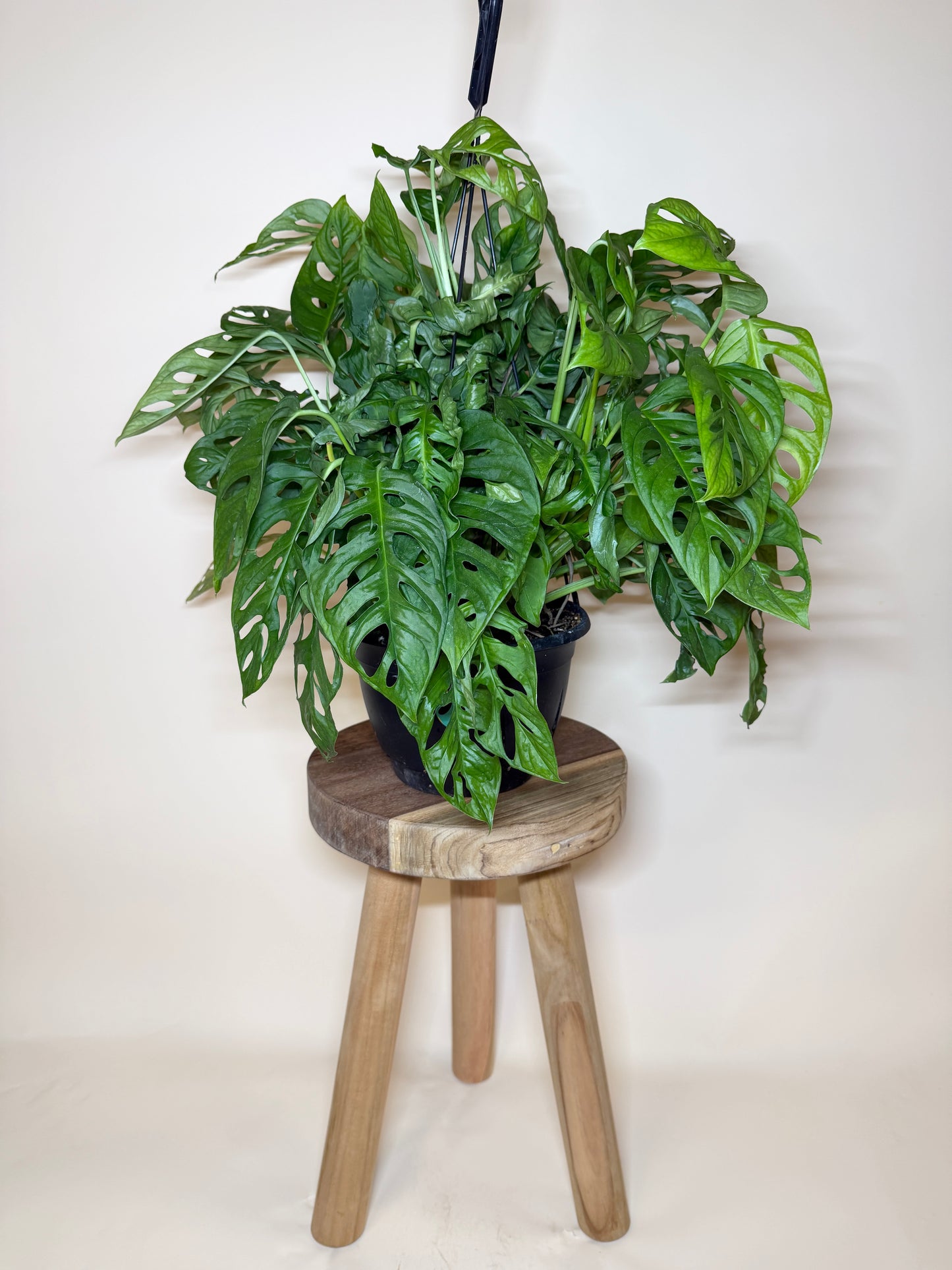 Monstera Adansonii 8” Pot