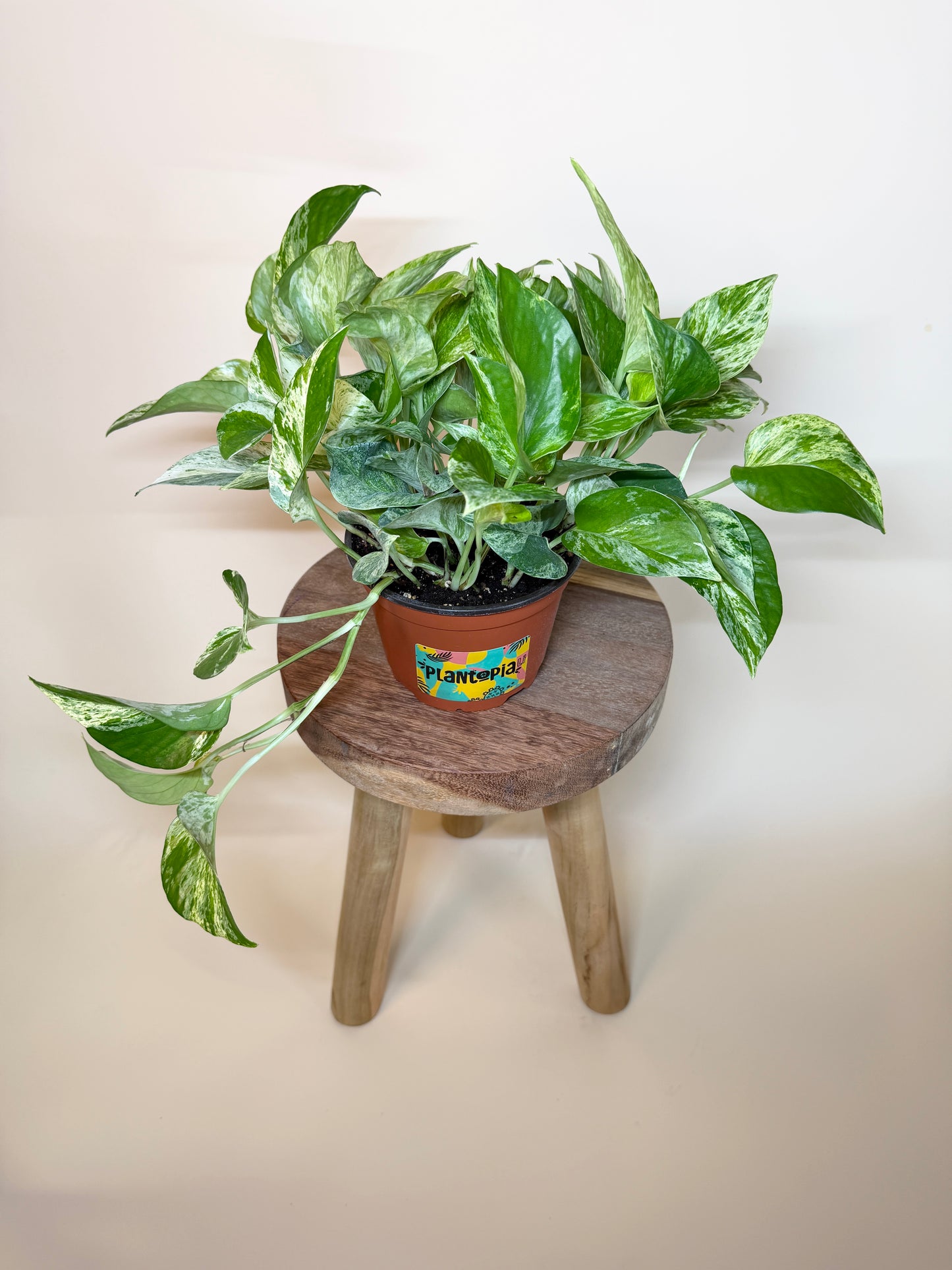 Pothos Queen Marble 6” Pot