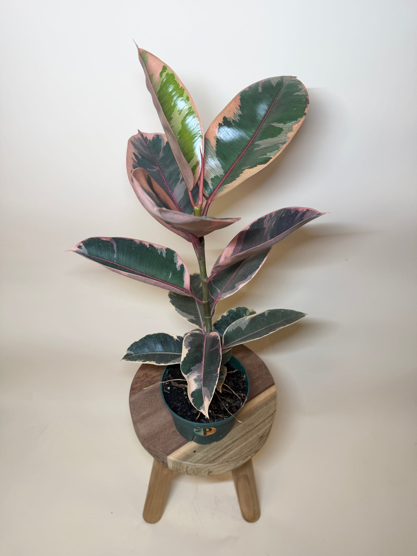 Rubber Tree Ruby 6” Pot