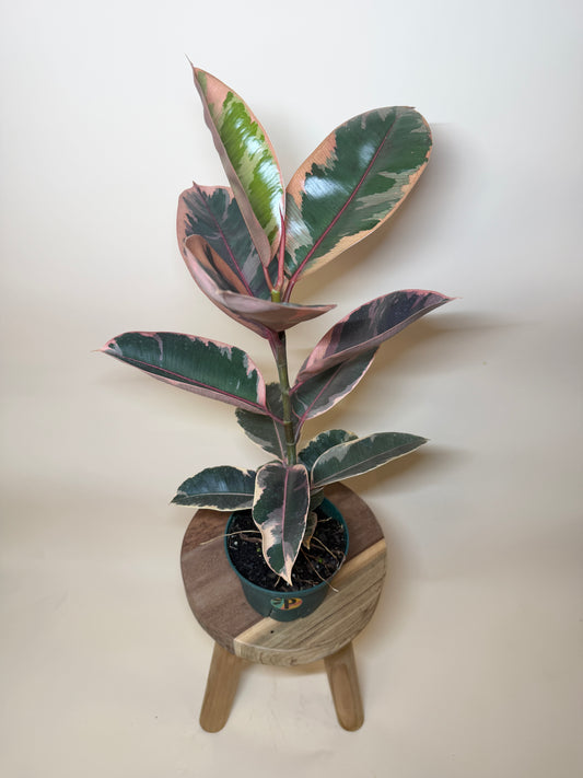 Rubber Tree Ruby 6” Pot
