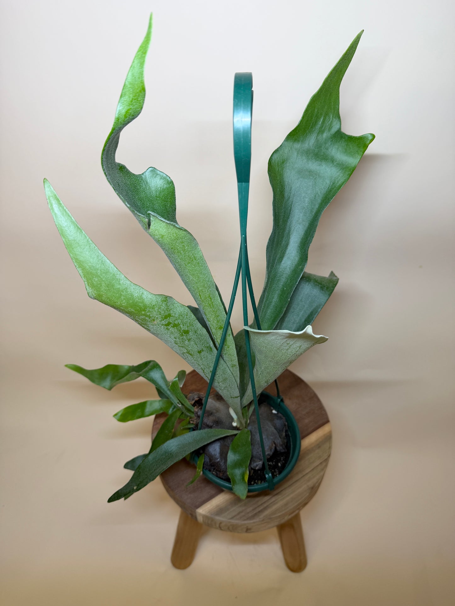 Fern Staghorn 6” Pot