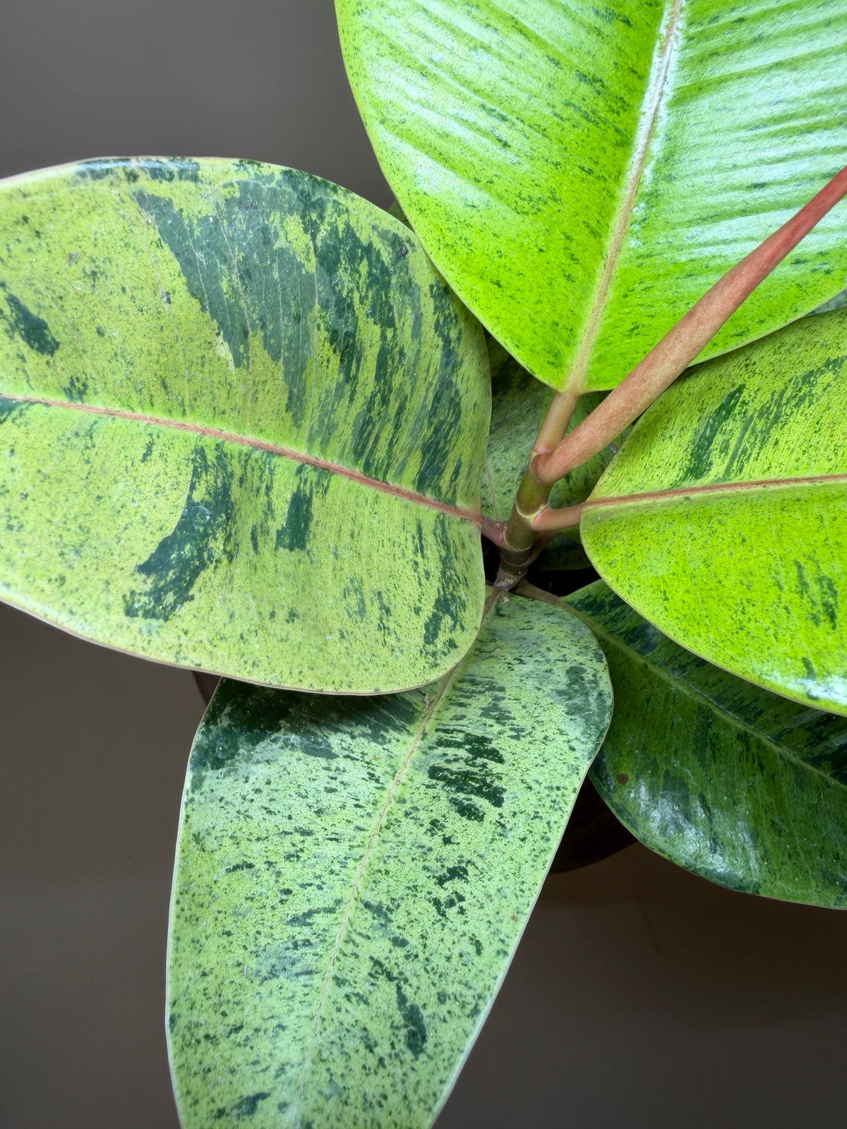 Rubber Tree Moonshine 4” Pot