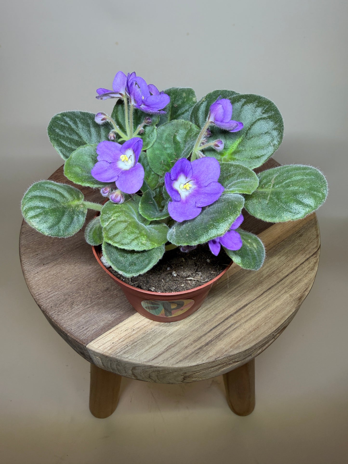 African Violet 4” Pot