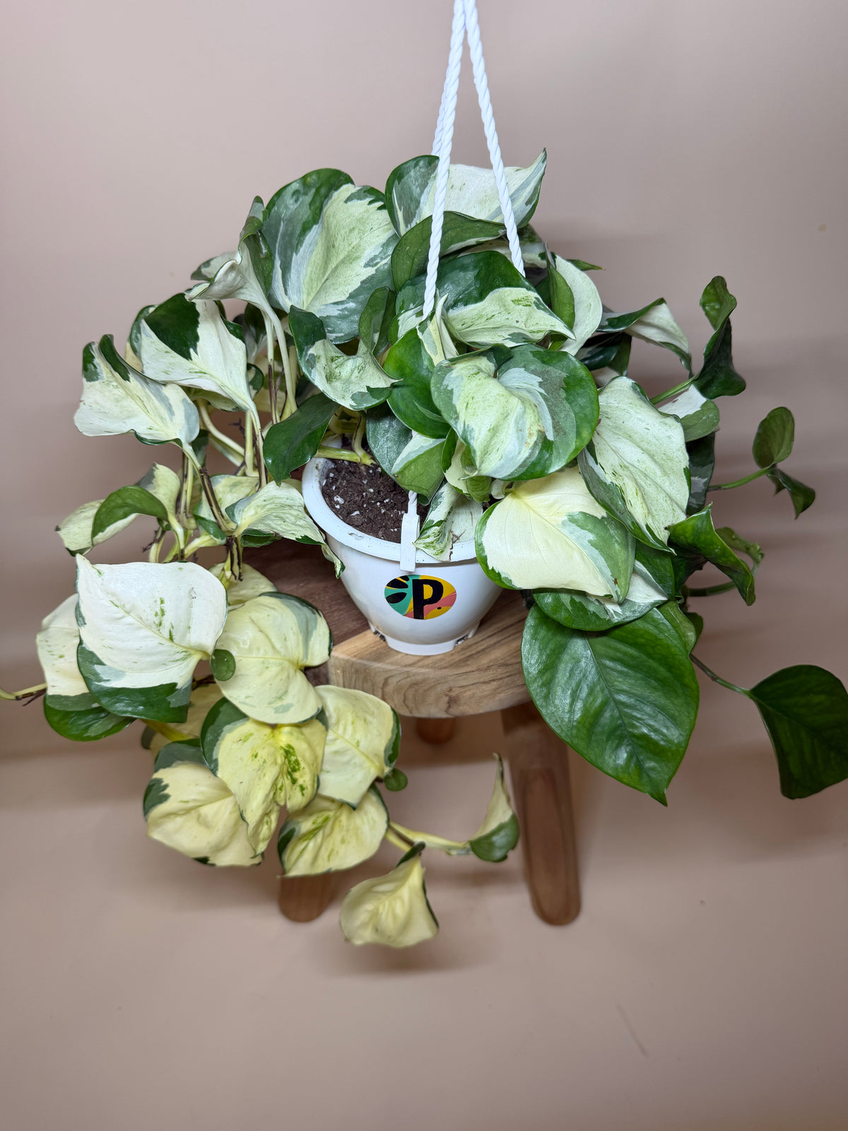 Pothos Ivory Night 4.5” Pot